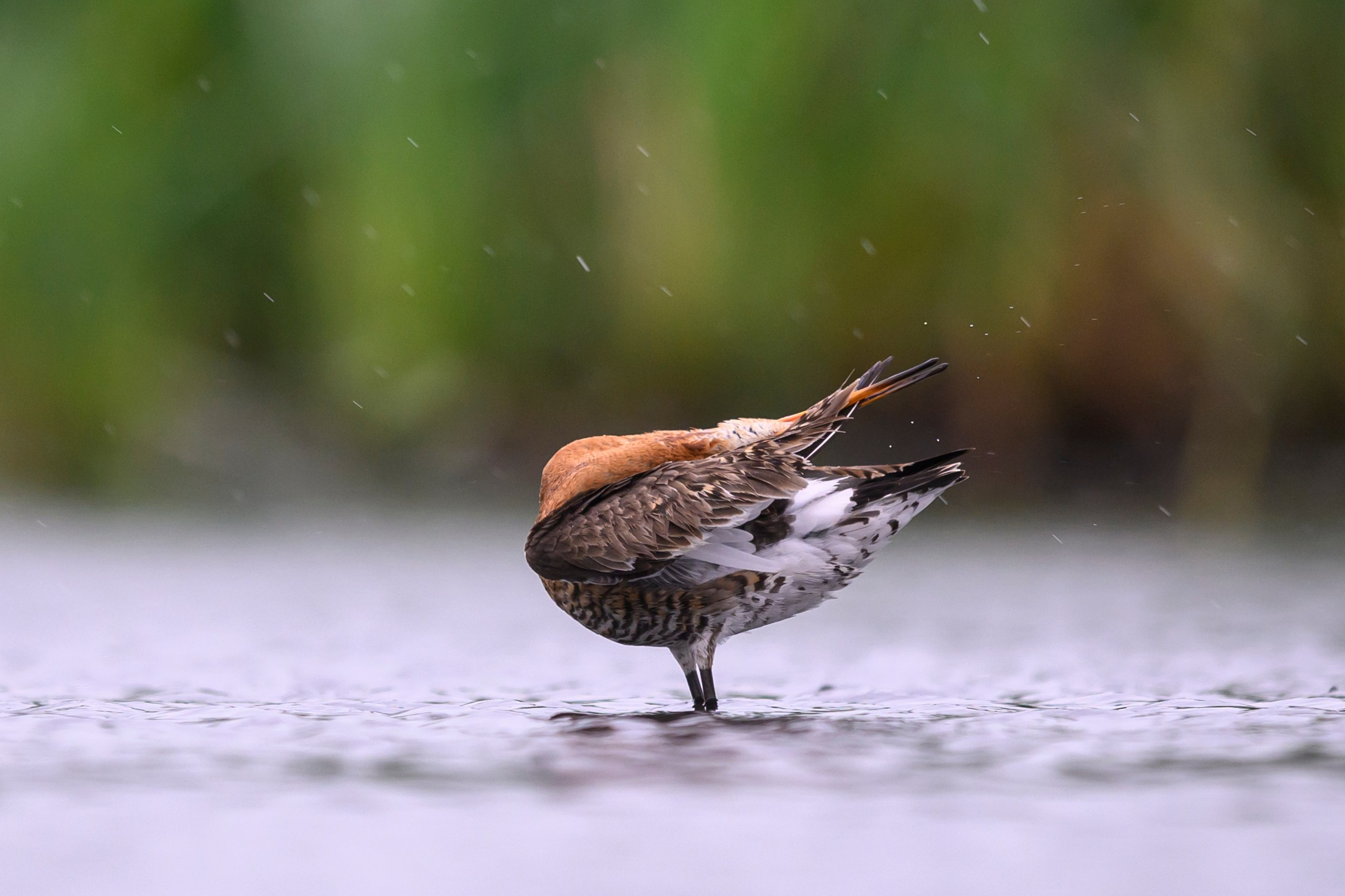 Поручейники и большой веретенник. Wildlife photography by Sergey Puponin