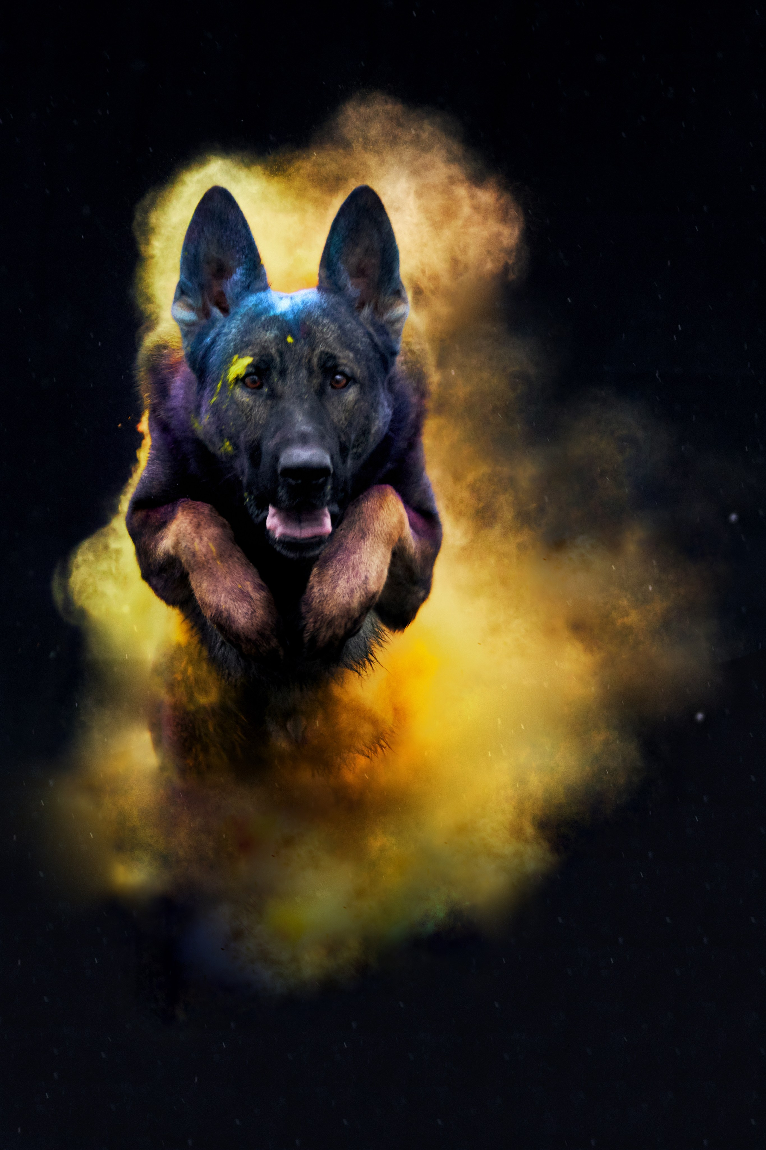 Фотограф анималист — Тула, Москва