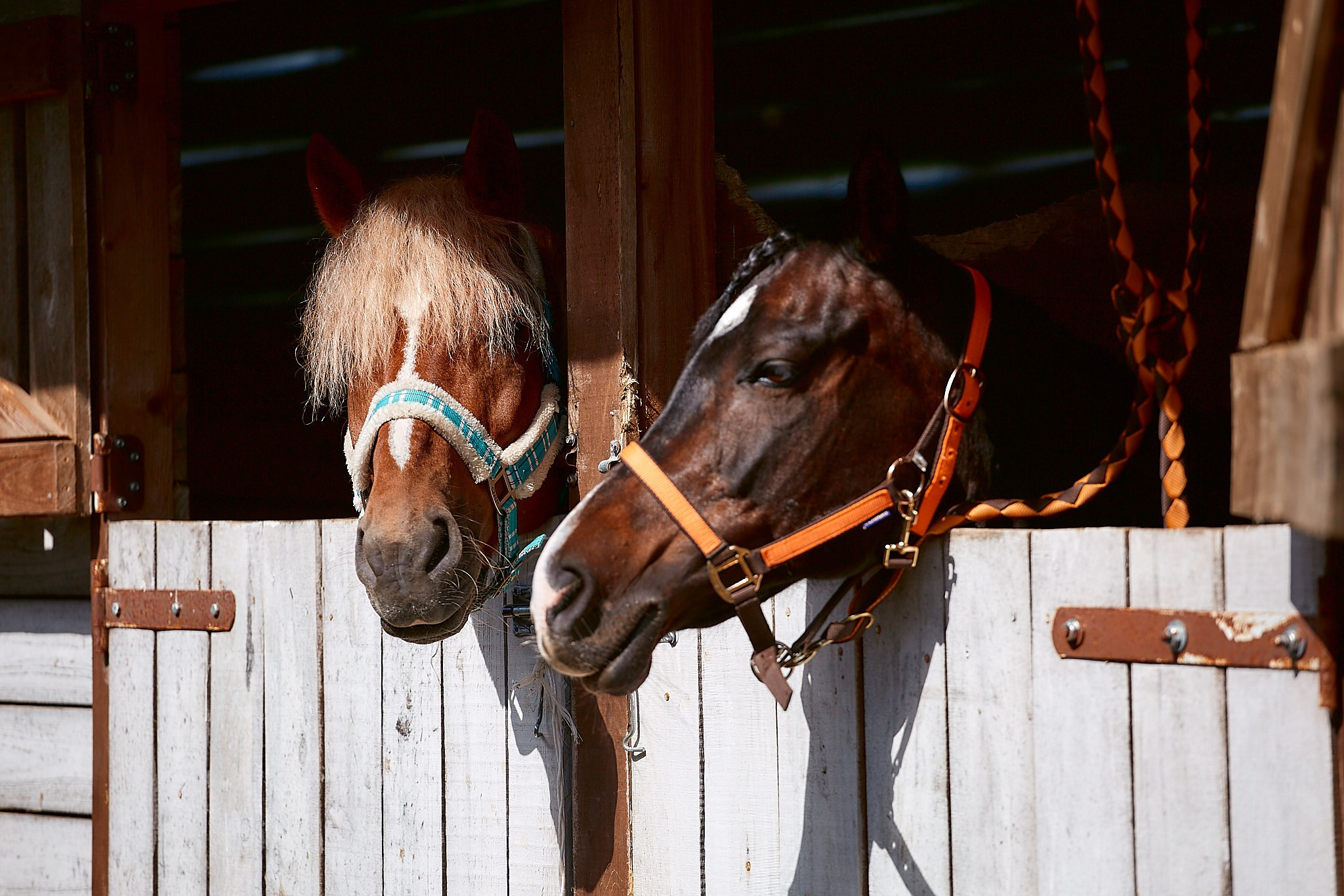 Выездка в «КСК» FreeRide