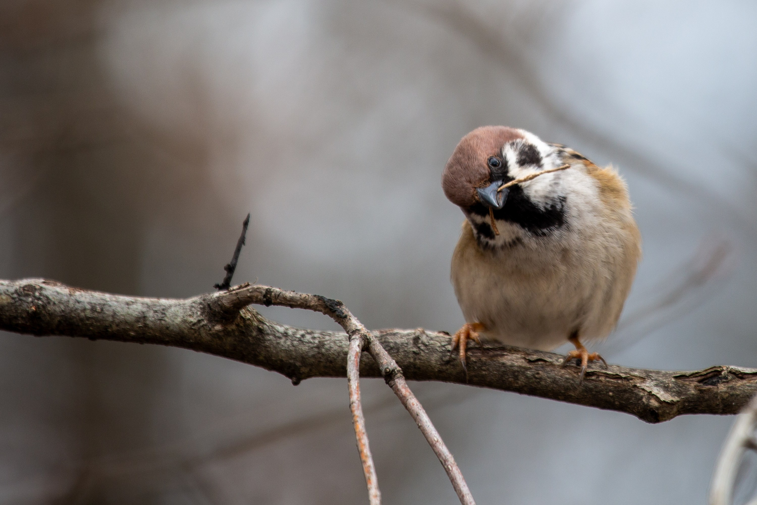 Весенняя фотопрогулка. Главная