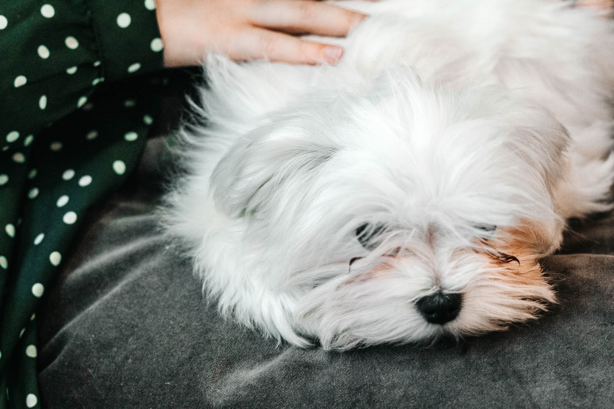 Семейная новогодняя съемка Ольга и Петр. Контент-фотограф Юлия|Санкт-Петербург|Питер