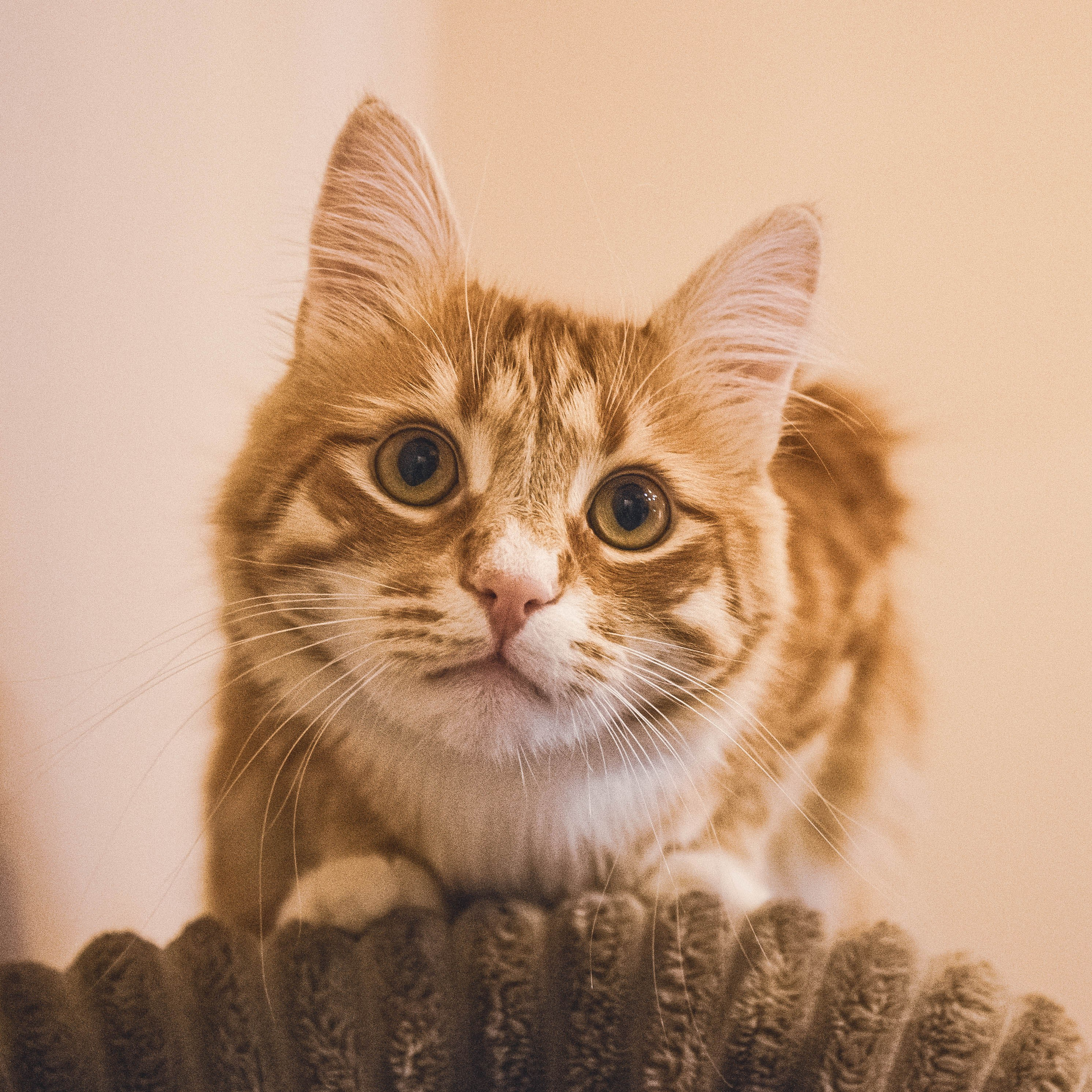 Natashaleto. Моменты в фотоснимках. Портретный / и не только/ фотограф Наталья. Санкт-Петербург