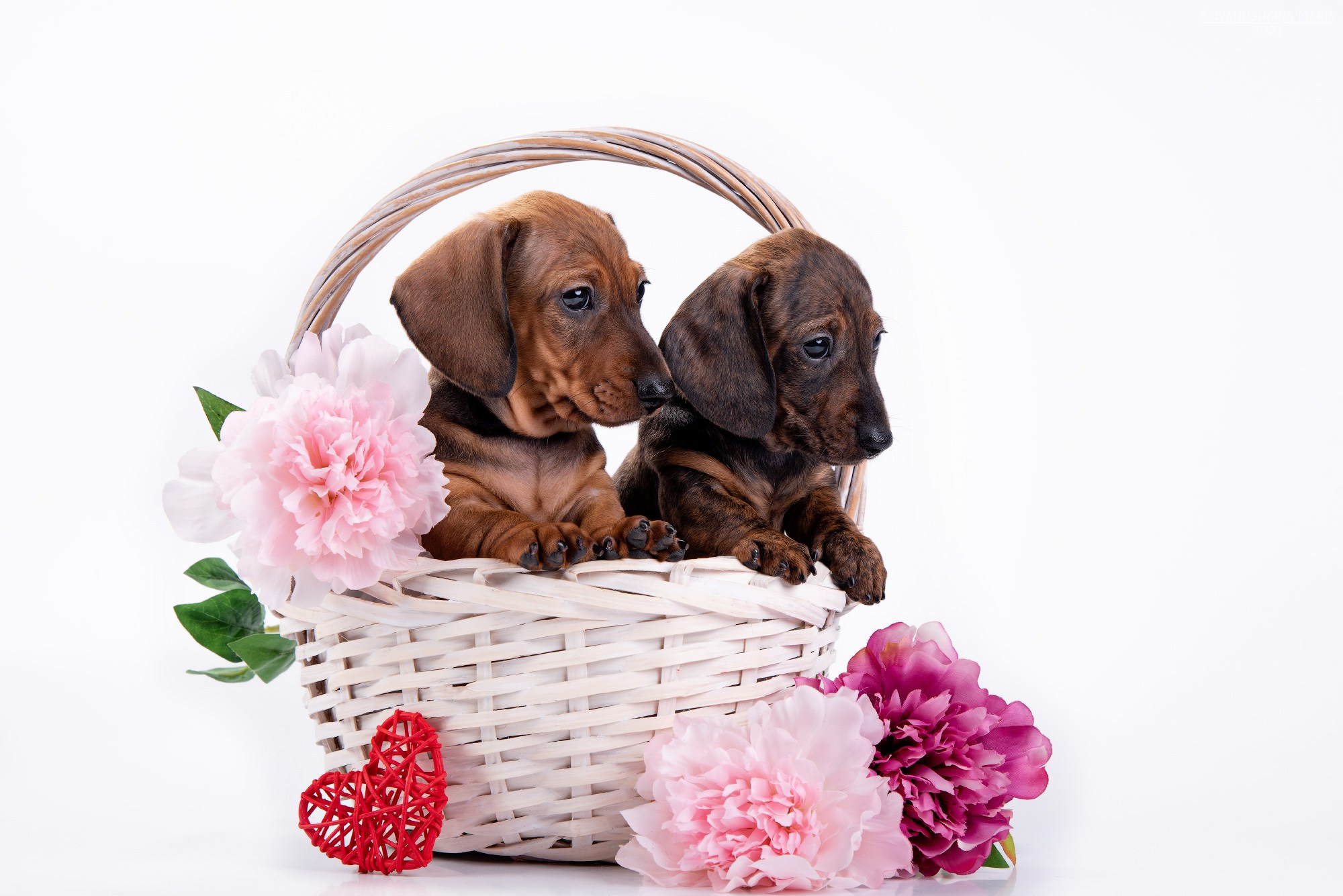 щенки таксы с цветами