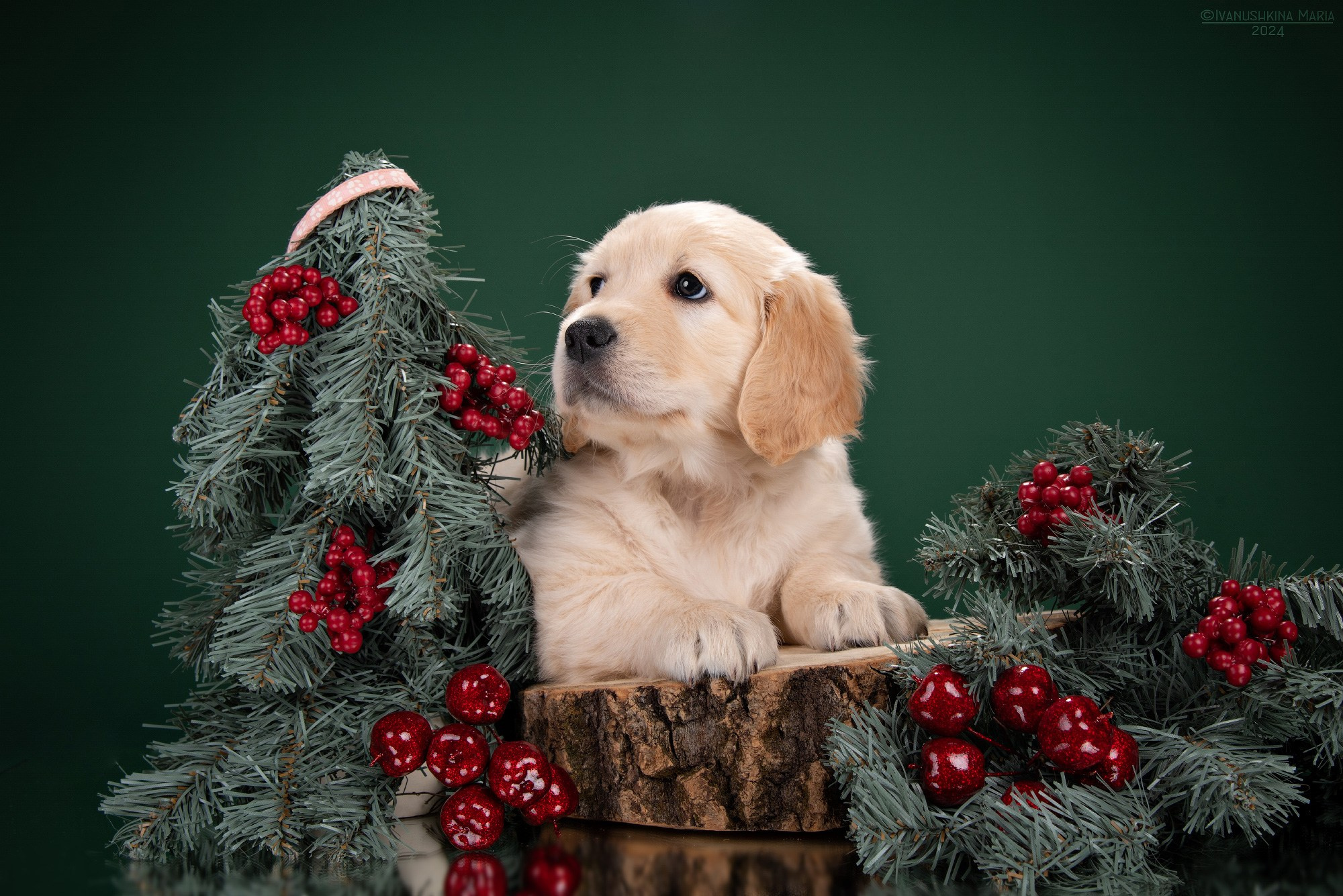 Фотосессия щенков на фонах. Фотограф собак в Москве и Московской области Иванушкина Мария