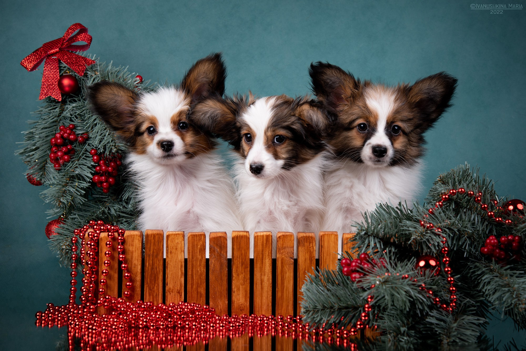 Фотосессия щенков на фонах. Фотограф собак в Москве и Московской области Иванушкина Мария