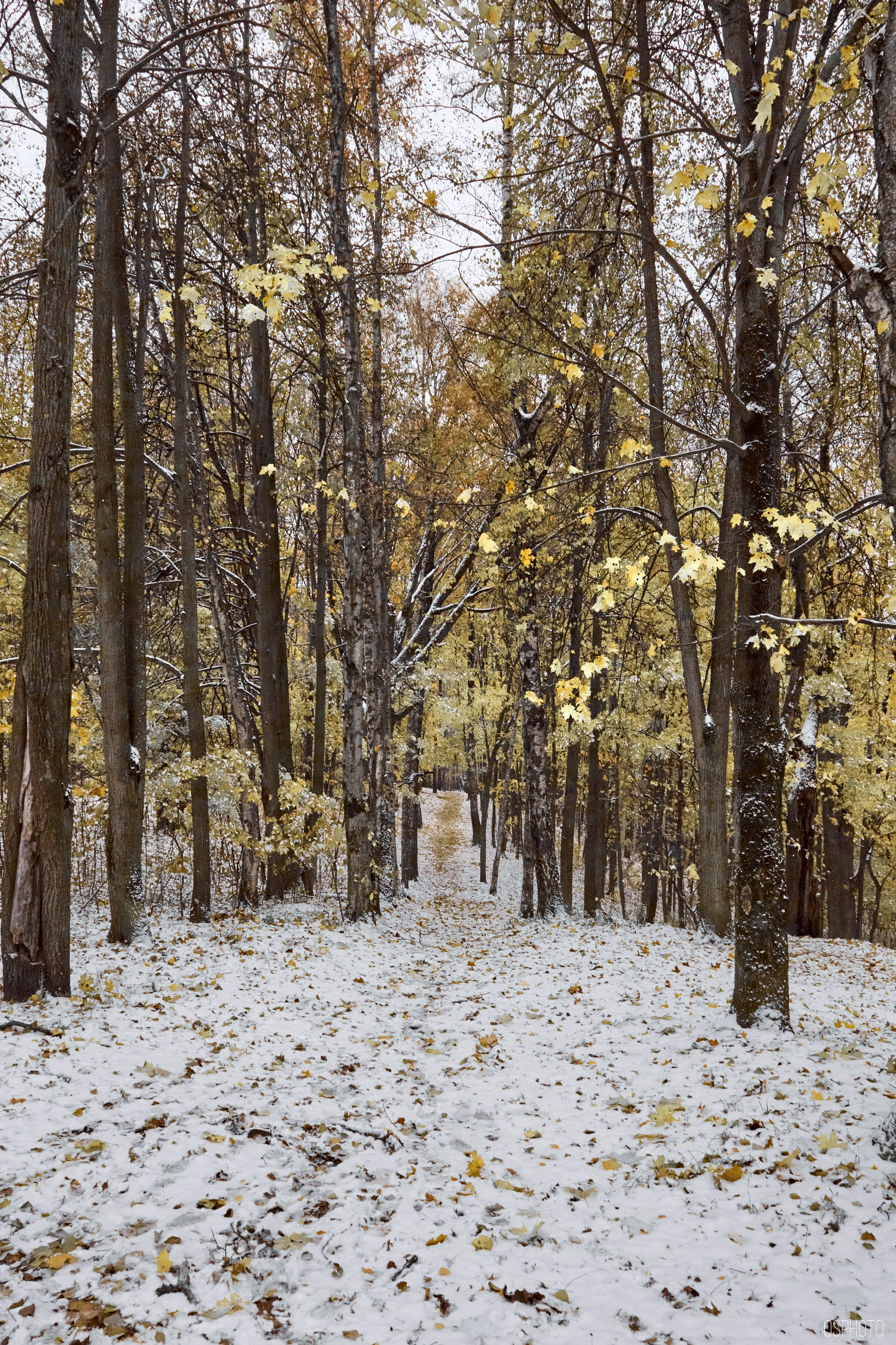«Иду лесом». Кофе лофт в Братцево. Фотографъ Сергѣевъ. Поймать мгновеніе