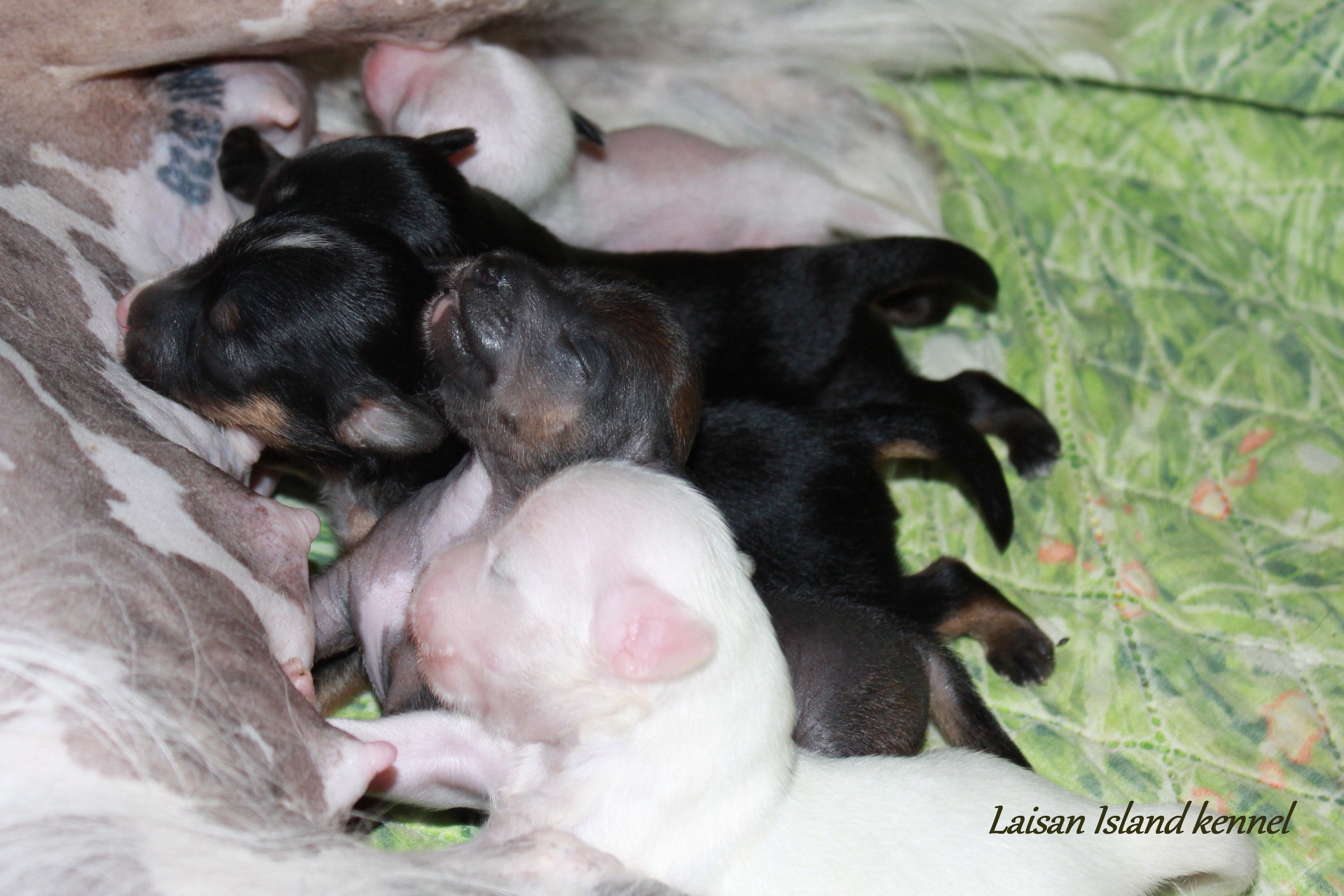 The puppies are one week old