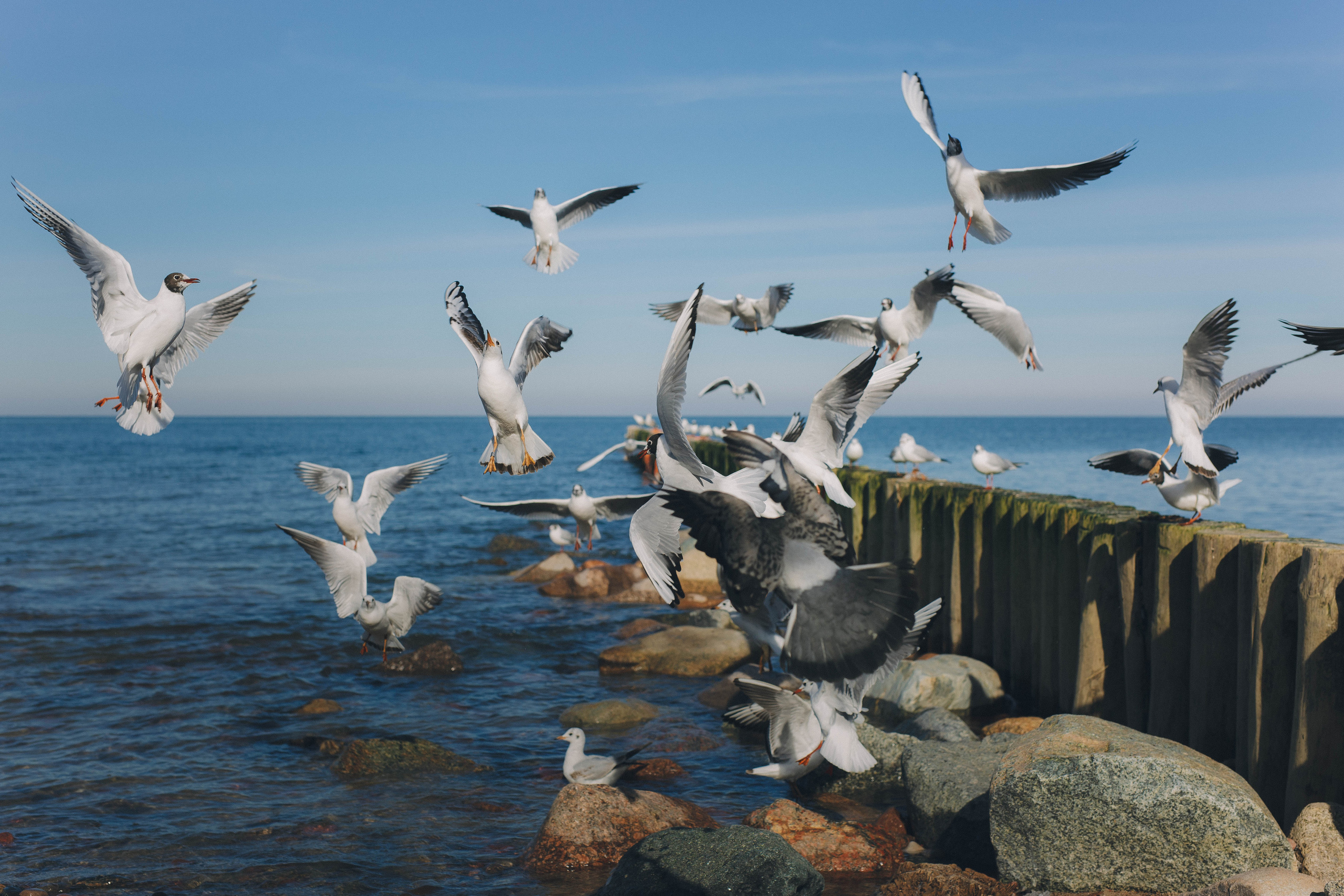 Фотограф Зеленоградск Красильникова Елена