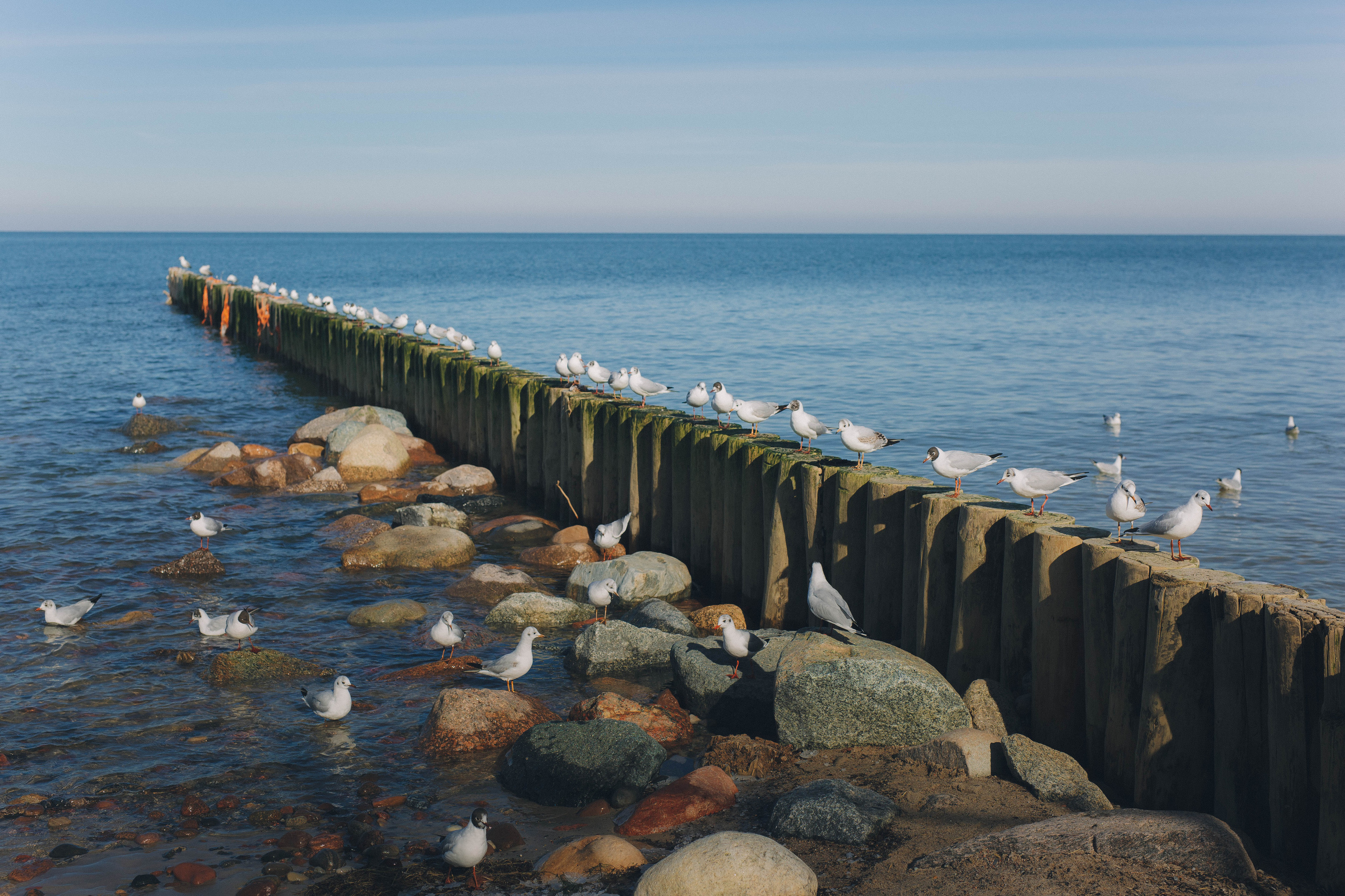 Фотограф Зеленоградск Красильникова Елена