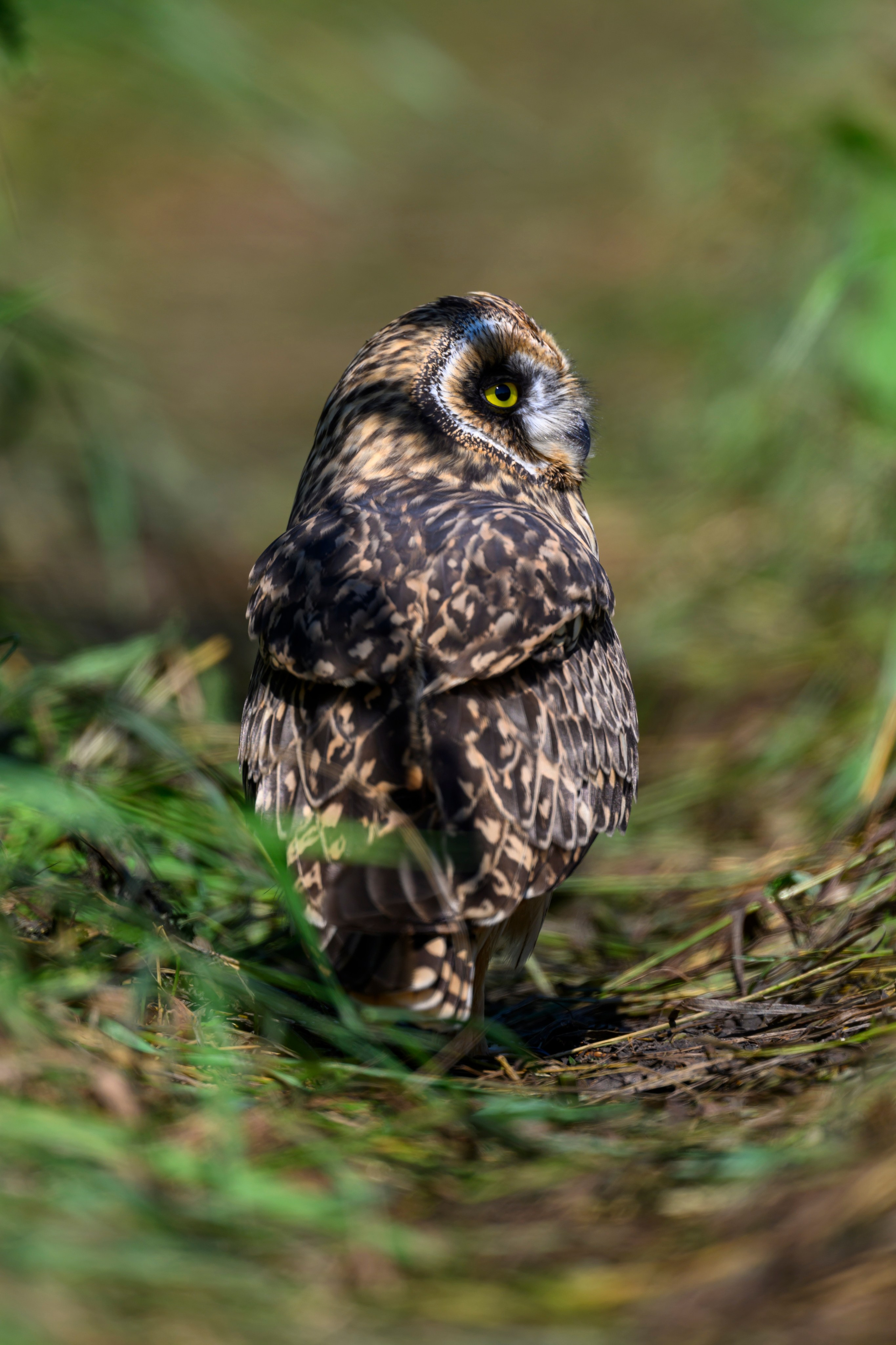 Храбрый совенок | Brave owlet. Фотограф Сергей Пупонин