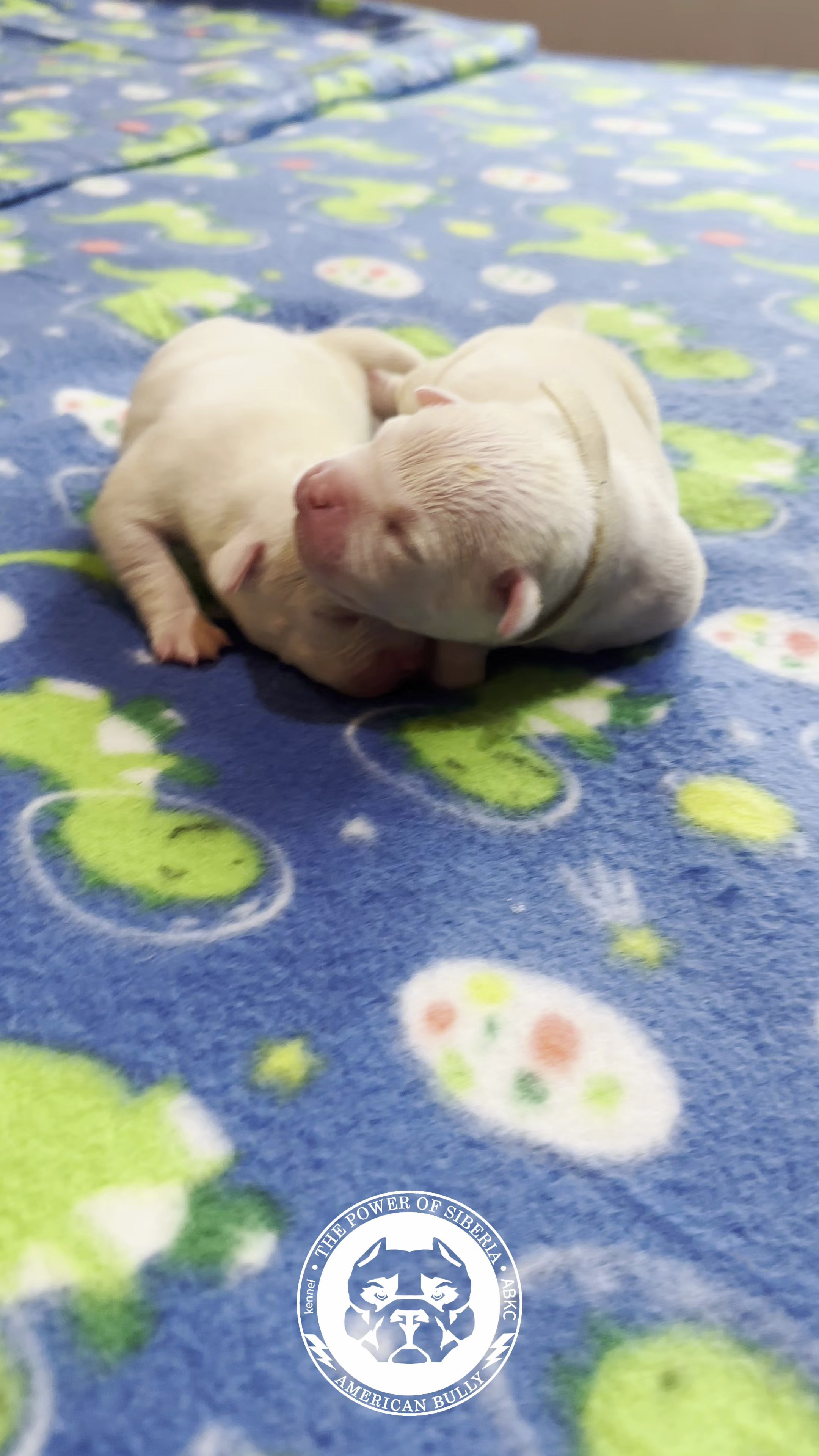 Все свободные щенки. Американский Булли в г. Ростов-на-Дону. Питомник THE POWER OF SIBERIA