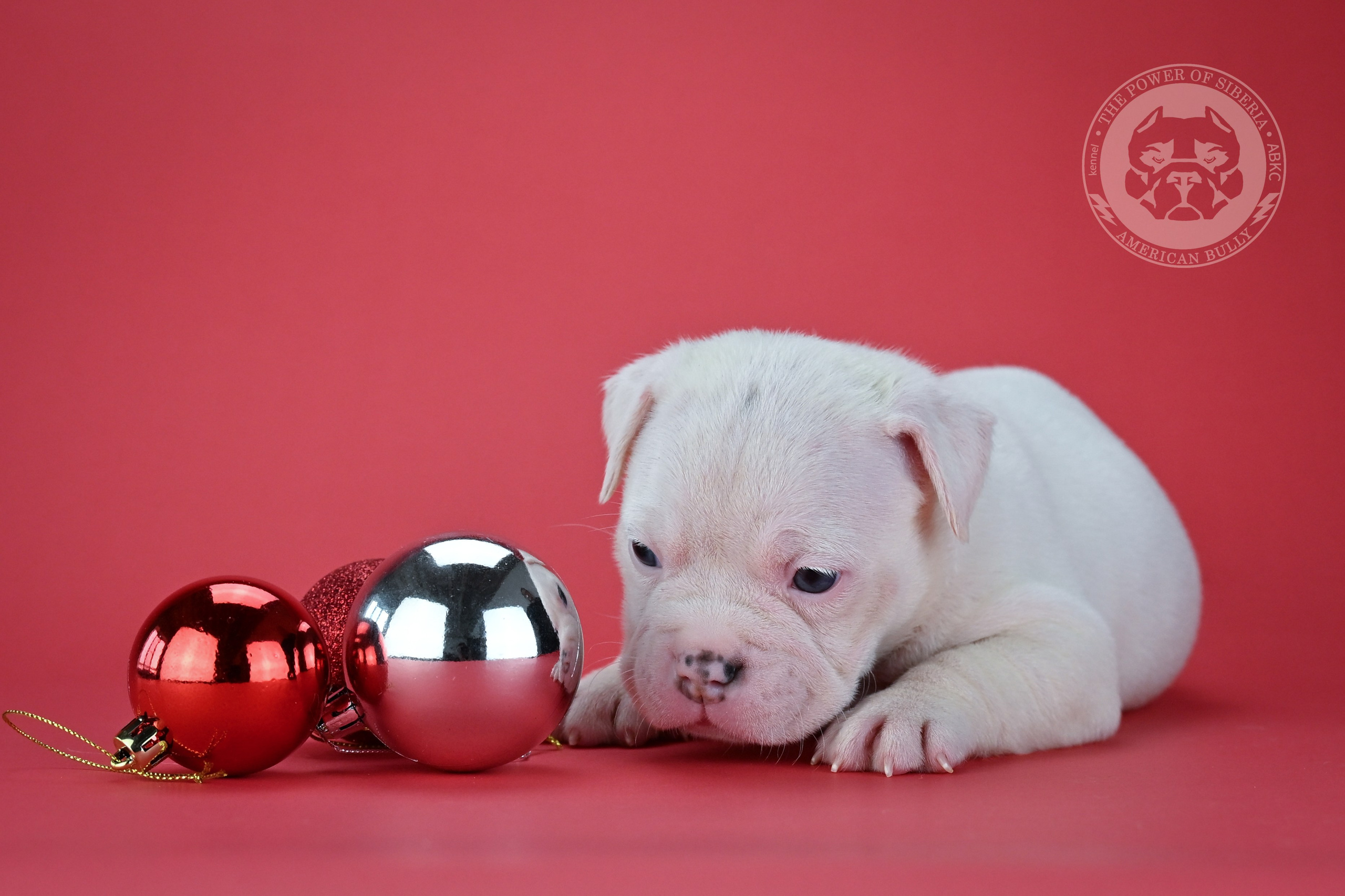 Все свободные щенки. Американский Булли в г. Ростов-на-Дону. Питомник THE POWER OF SIBERIA