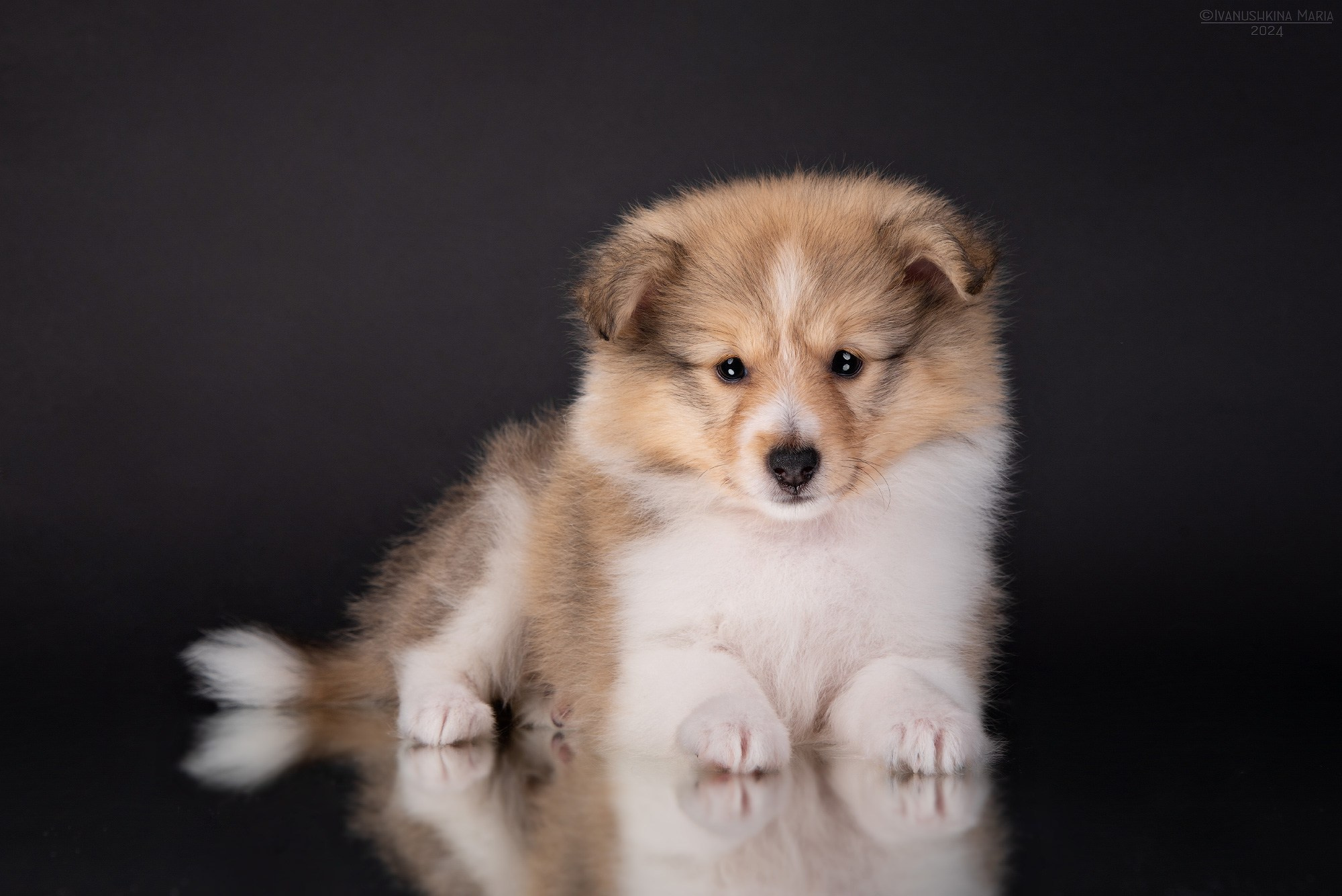 Фотосессия щенков на фонах. Фотограф собак в Москве и Московской области Иванушкина Мария