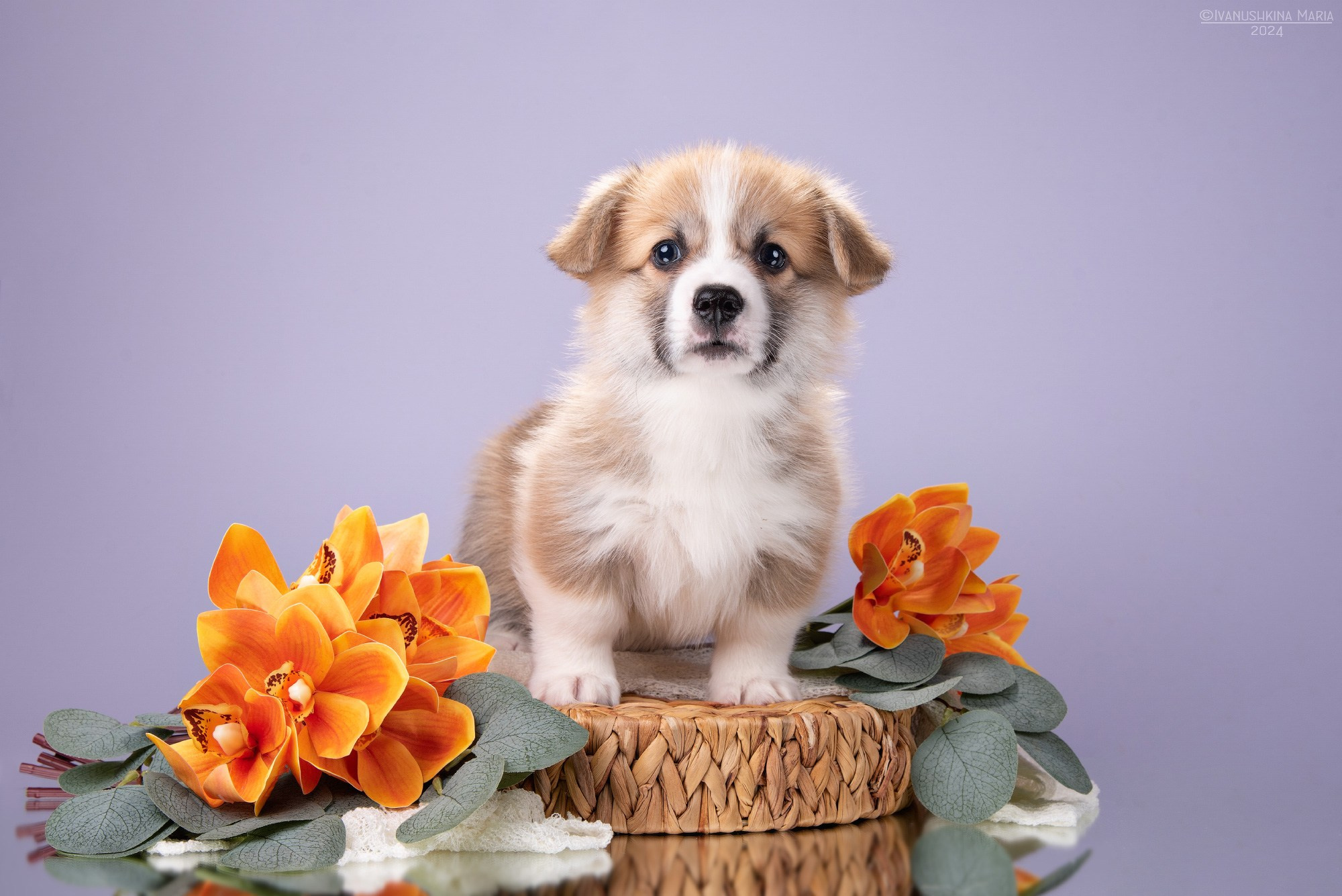Фотосессия щенков на фонах. Фотограф собак в Москве и Московской области Иванушкина Мария