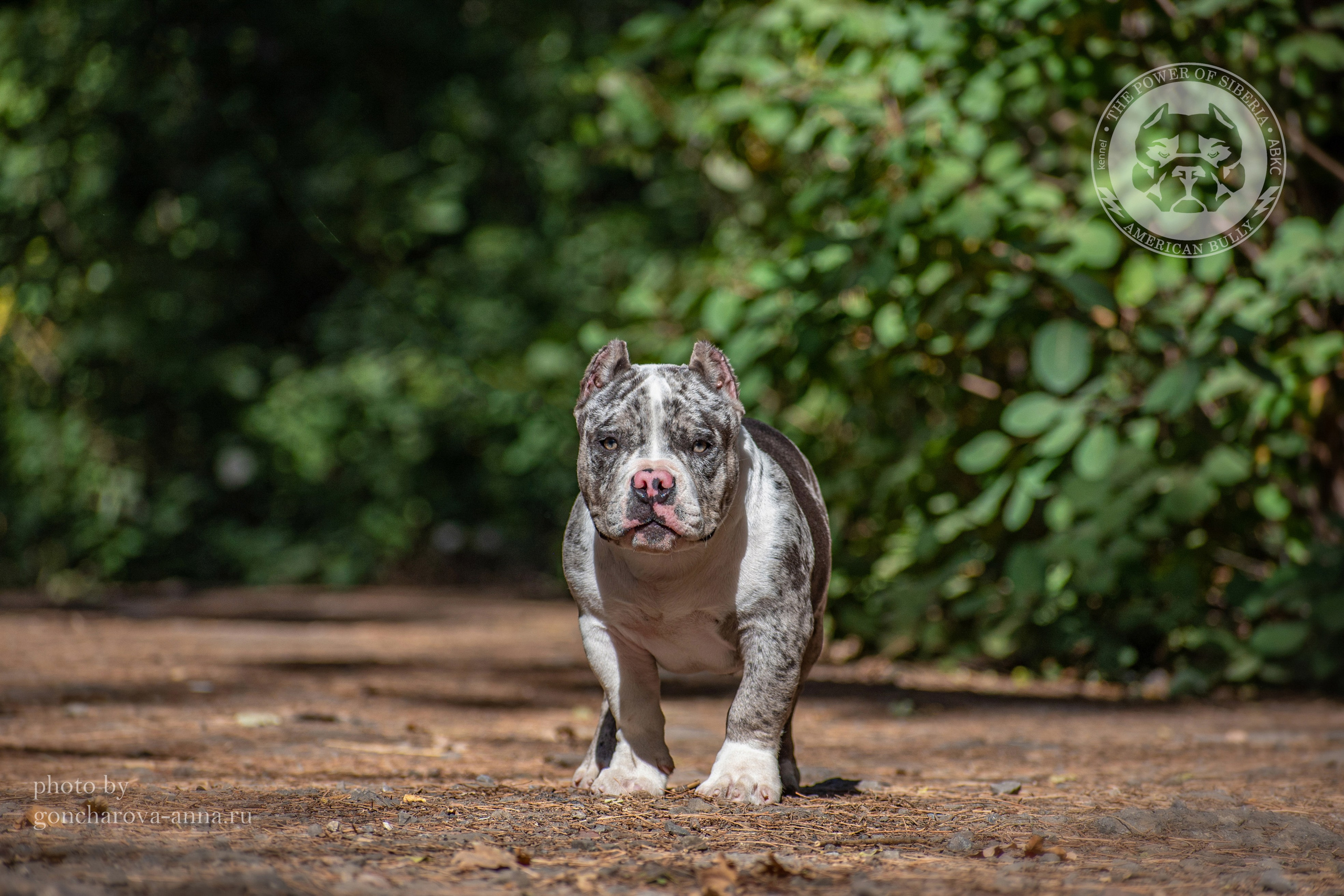официальный питомник Американских булли в Новороссийске