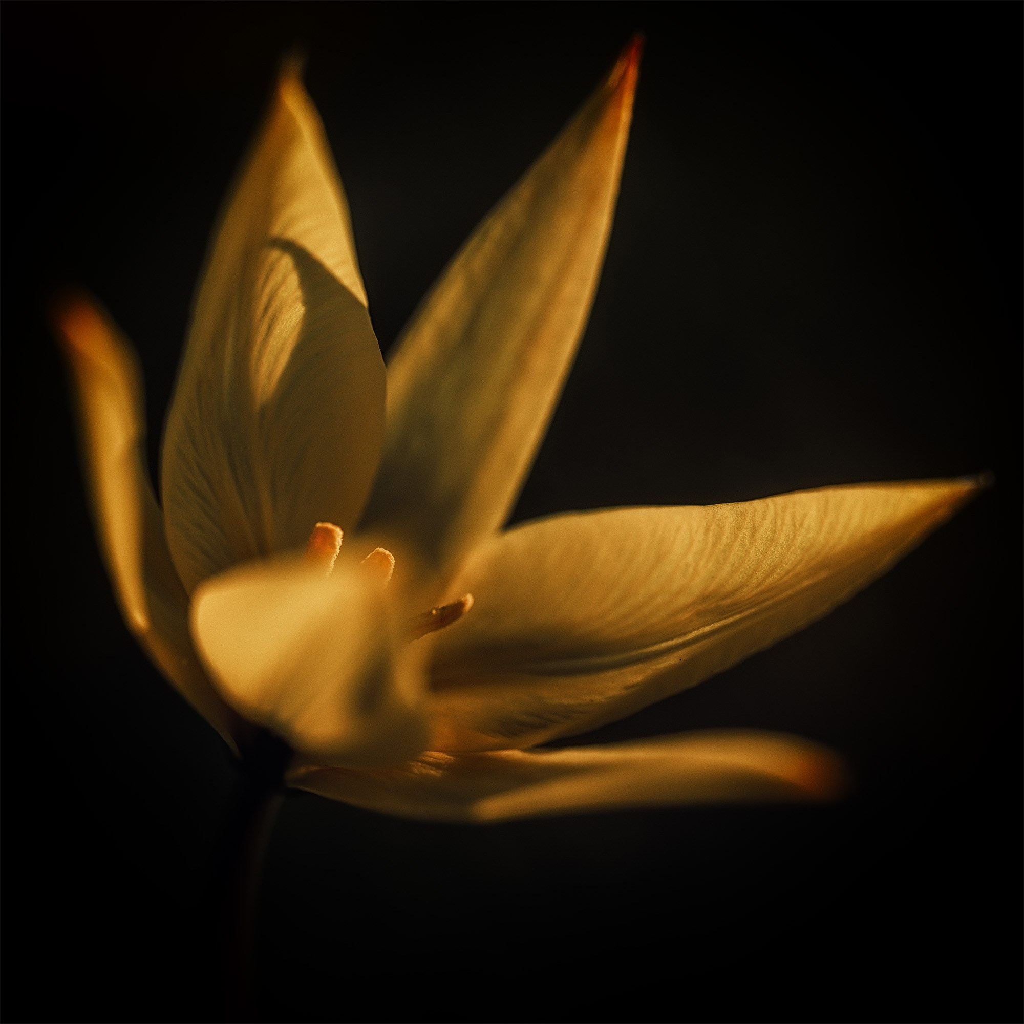 Донская степь цветет. Профессиональная фотосъемка. Ростов-на-Дону