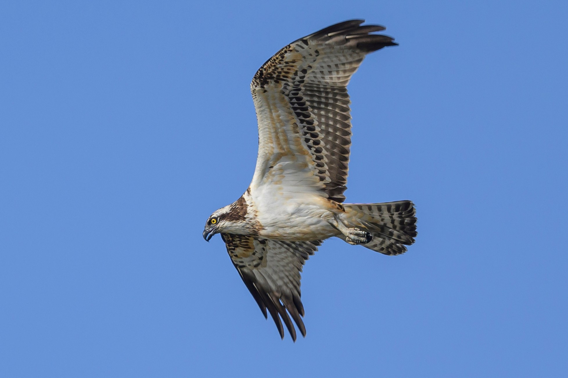 Скопа и канюк. The Osprey and the Buzzard. Фотограф Сергей Пупонин