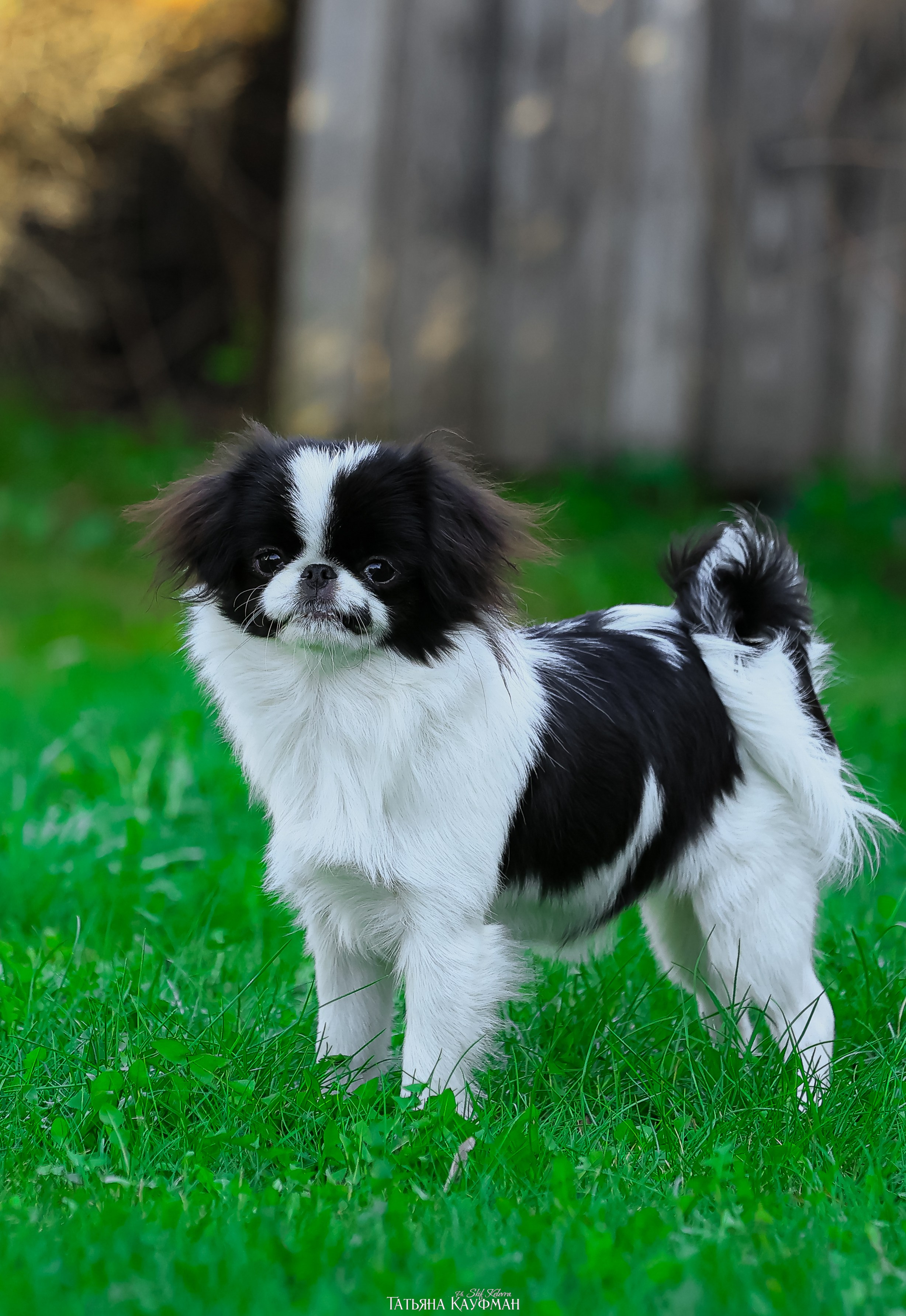 Японский хин, фотография японский хин, собака в цветах, красивая собака, фотограф анималист, фотокурс Анималистика, научиться фотографировать собак, фотограф Новосибирск