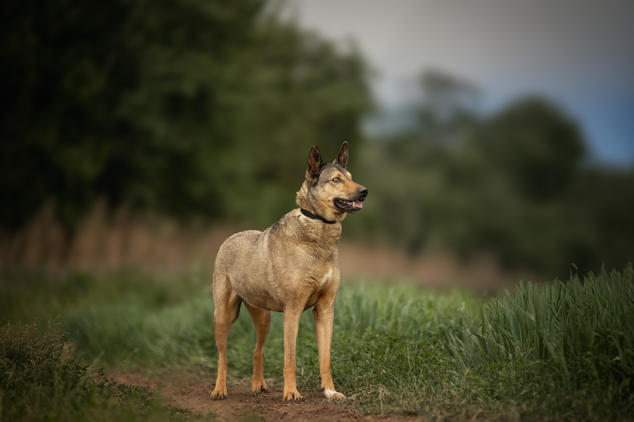 ИЩУТ ДОМ. Фотограф-анималист в Москве и Подмосковье