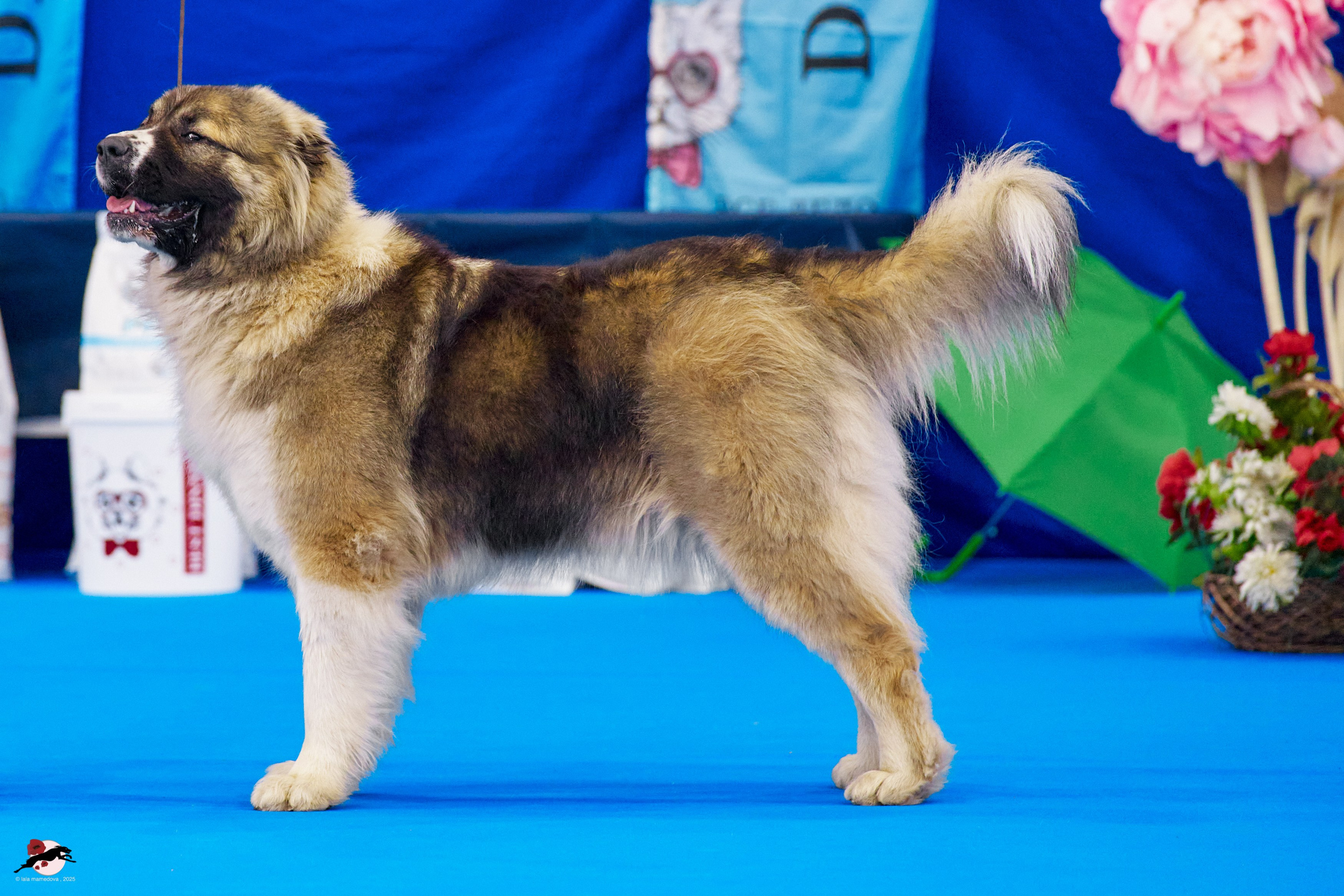 ГРАН ПРИ «ВЕСЕННИЙ ПЕТЕРБУРГ» & «СУПЕР КУБОК «ЭЛИТЫ»-2025»