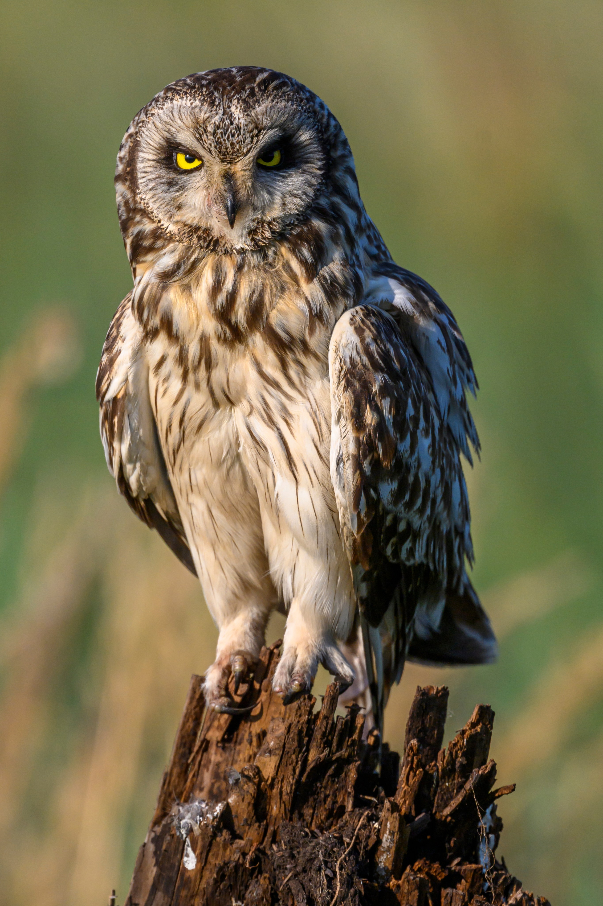 Портреты совы и драка с лунем. Portraits of an owl and a fight with a harrier. Wildlife photography by Sergey Puponin