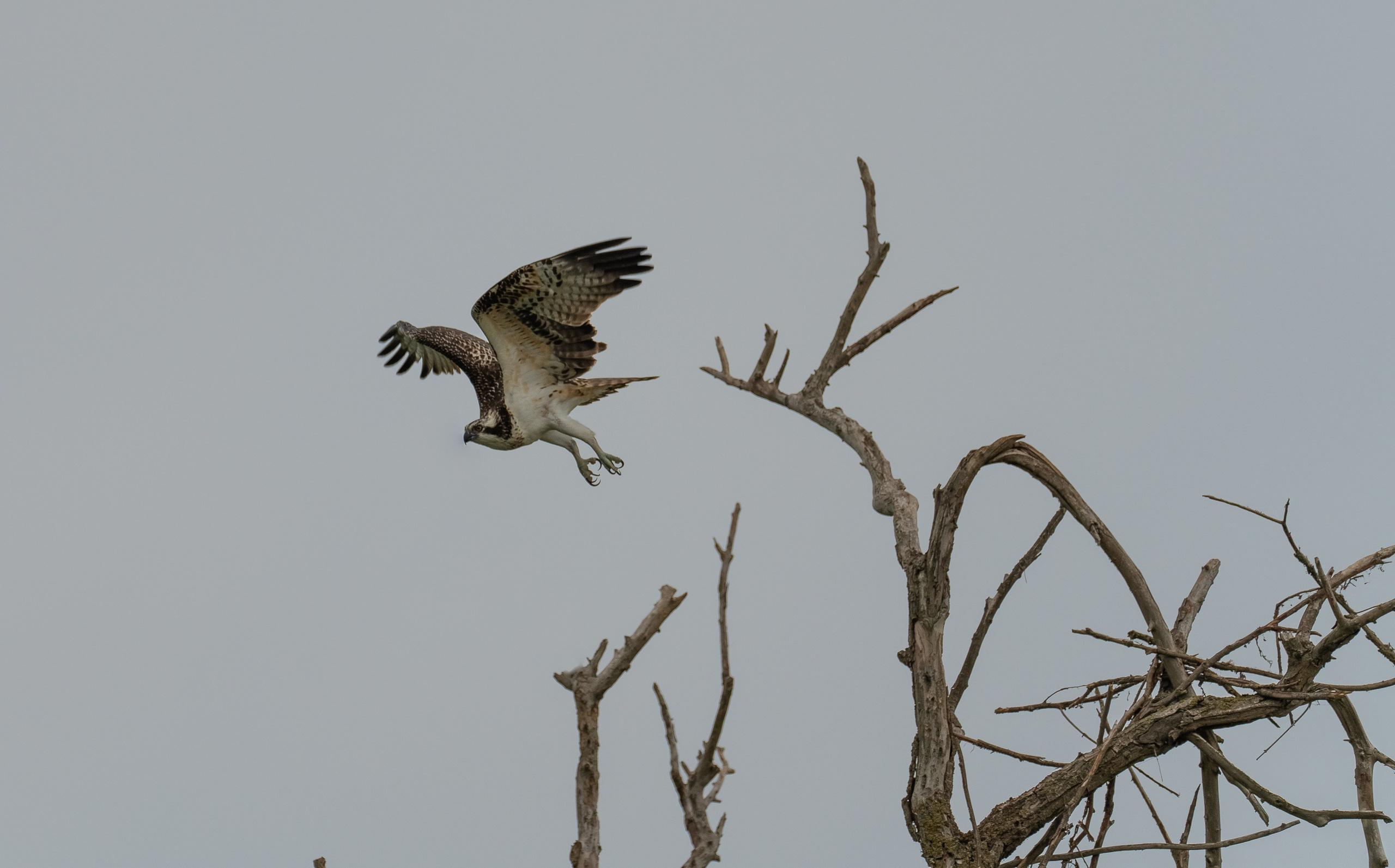 Барханы и лотосы. Июль–Август