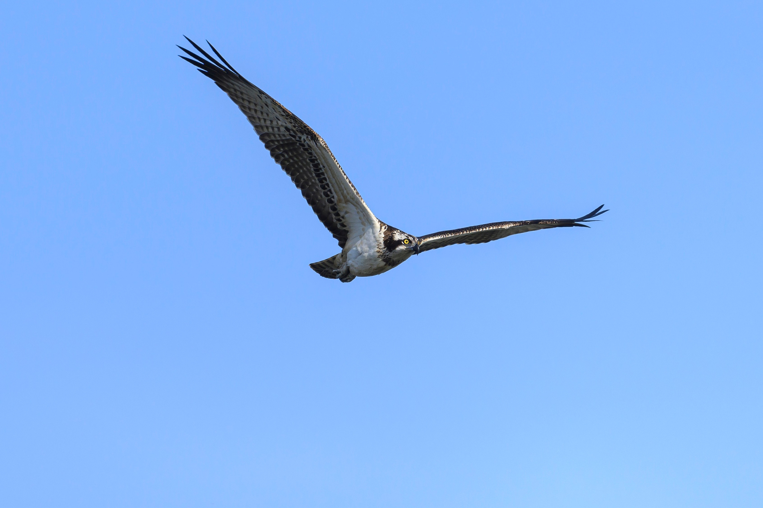 Скопа и канюк. The Osprey and the Buzzard. Фотограф Сергей Пупонин