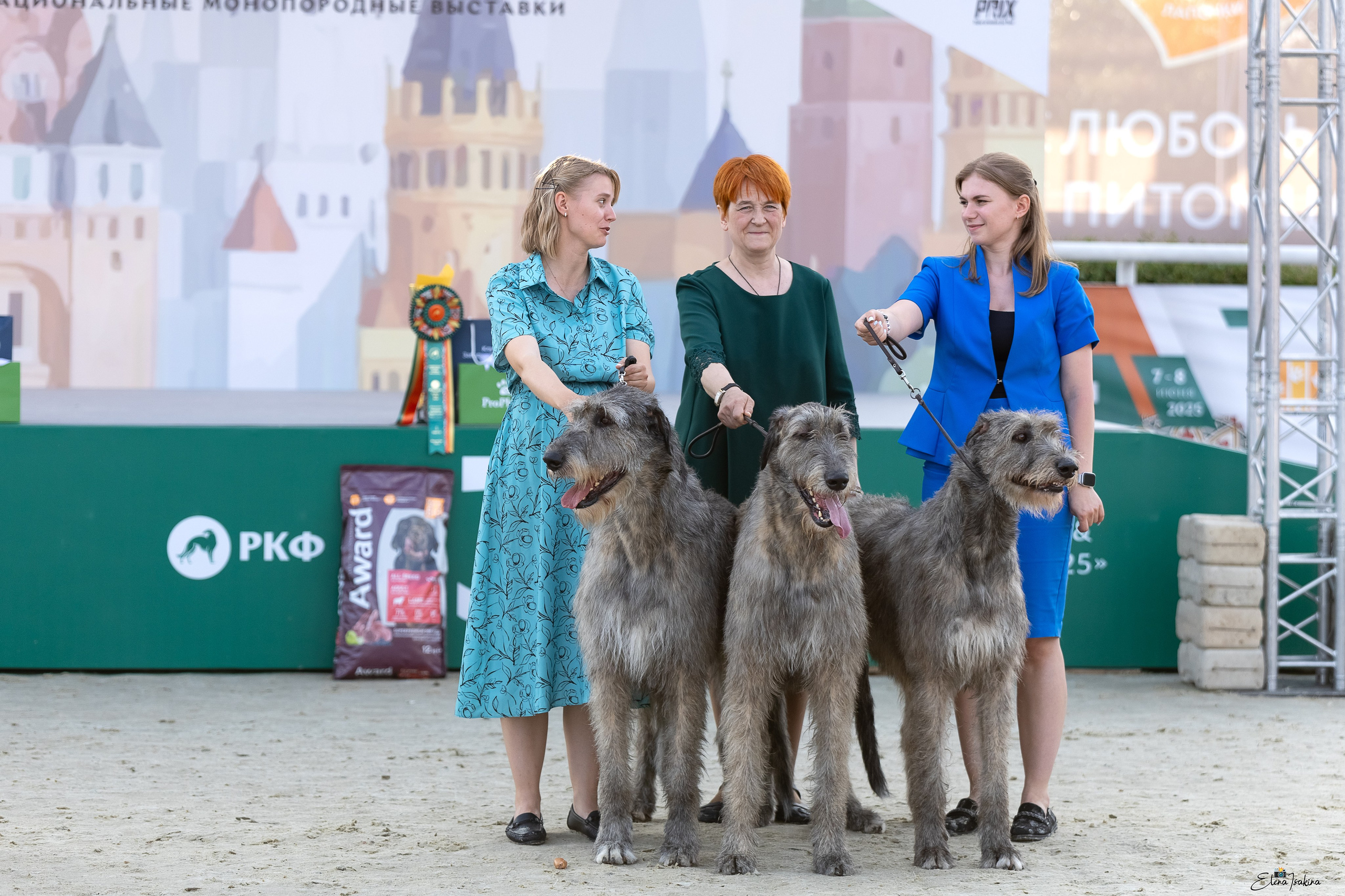 Россия 2025. Купить щенка Вельш-корги-кардиган в семейном питомнике — Ice Fantasy