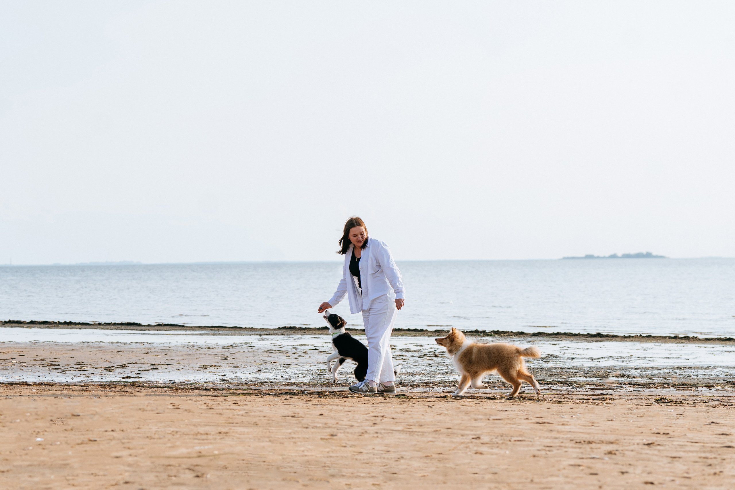 Фотосессия со щенками колли. Фотограф анималист в Спб недорого Олеся Майорова