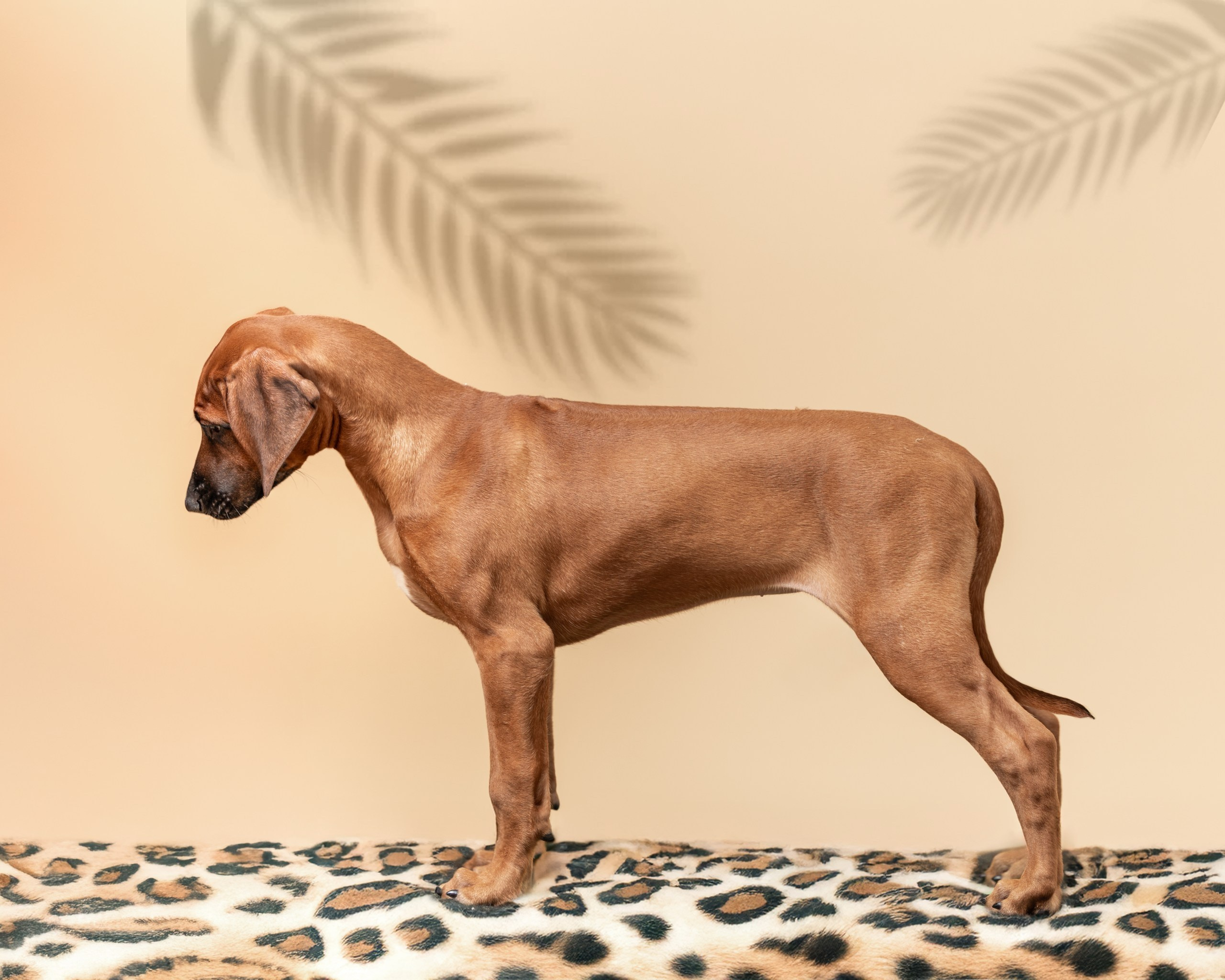 VIVA VERITAS Iz Doma Narayzi (1). Rhodesian Ridgebacks in St. Petersburg
