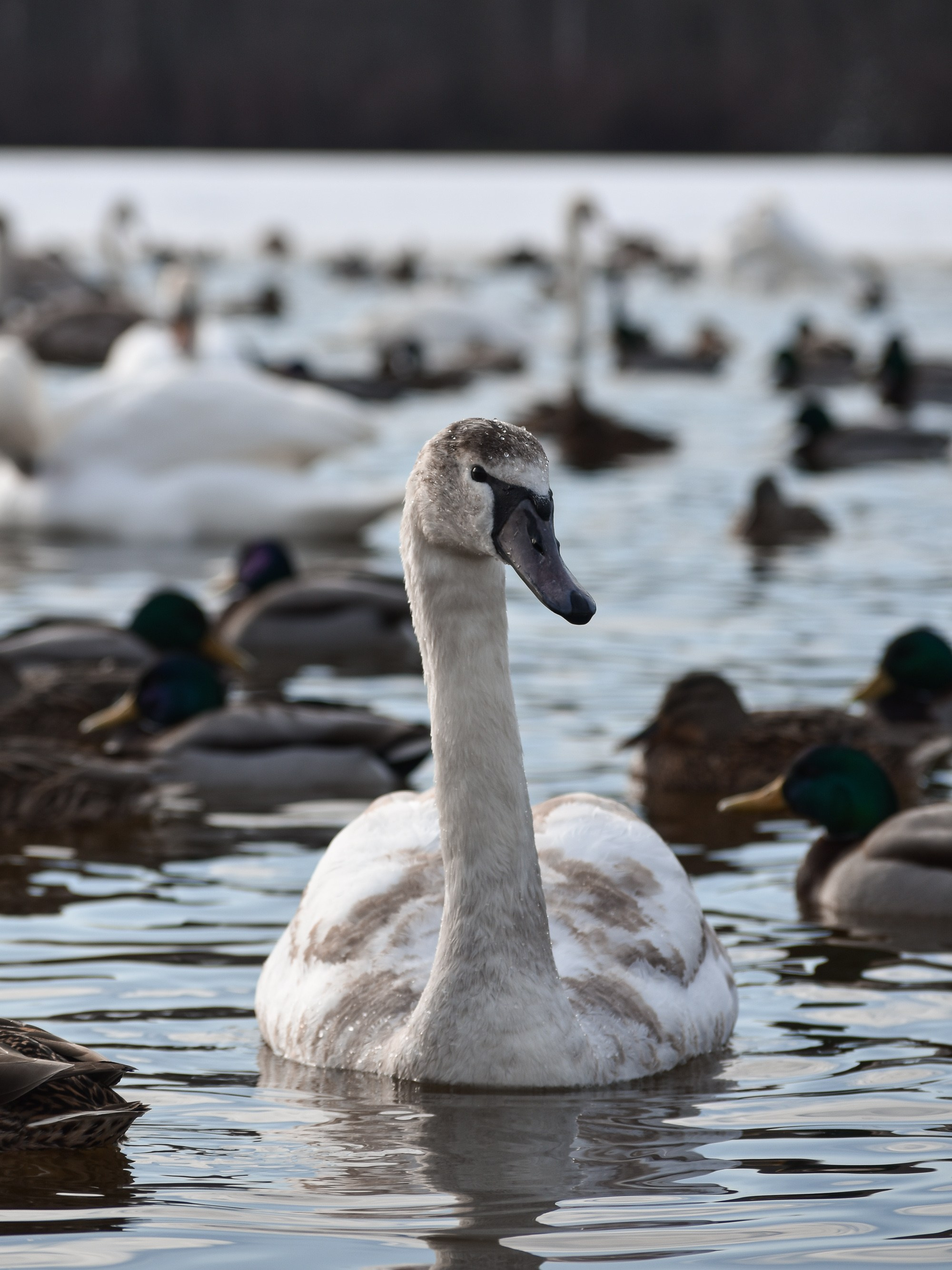 В созвучии с природой. Фотограф Светлана В. Пронина, Москва