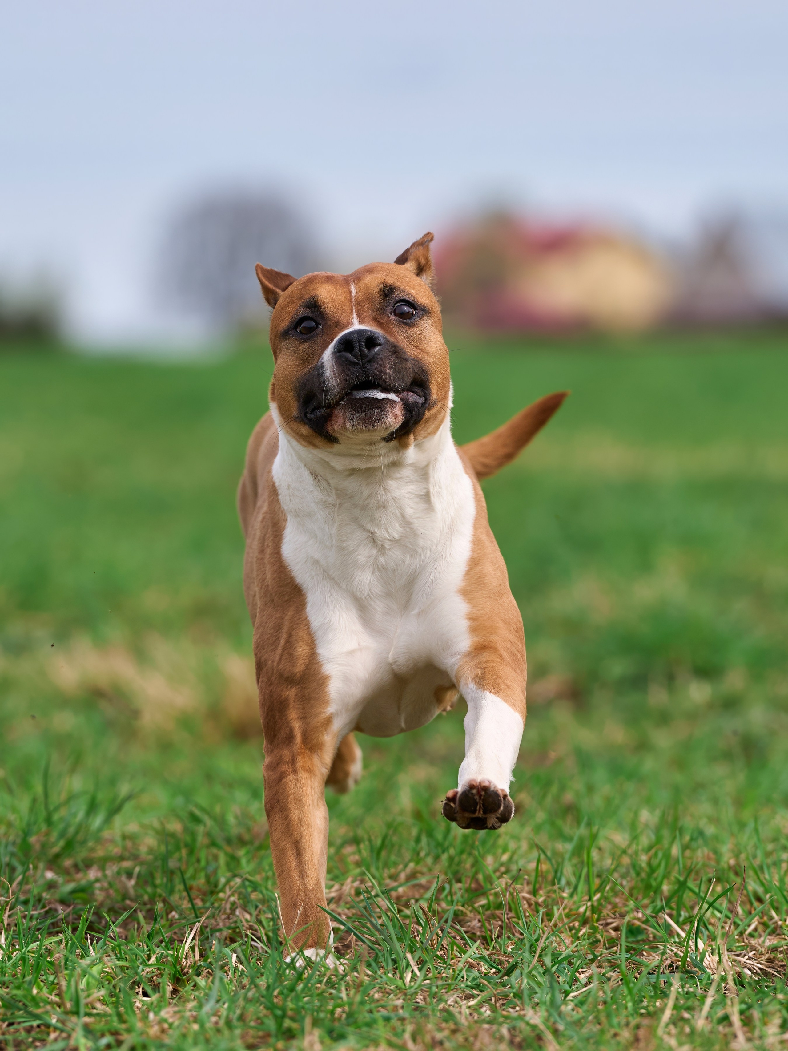 Тренировка по курсингу «на Ярославке». Фотограф-анималист Михаил Манухин