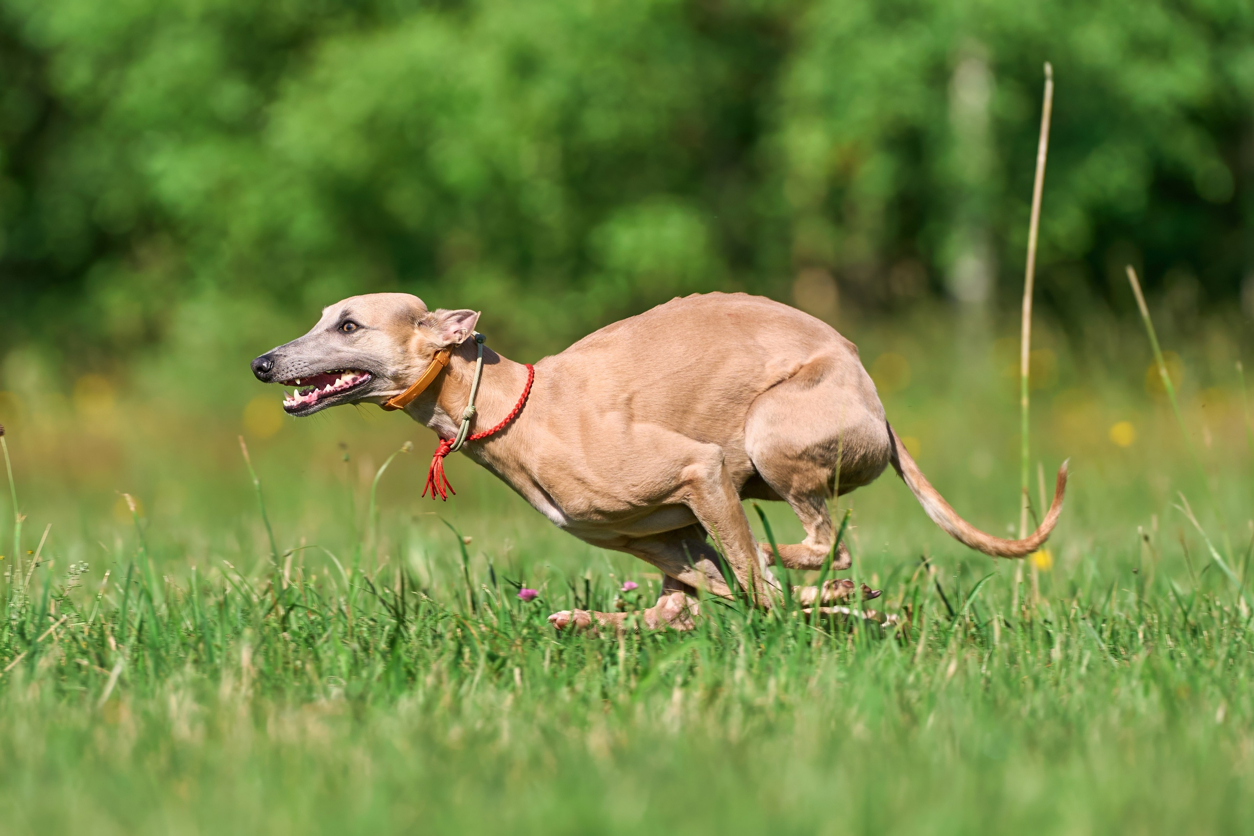 Тренировка по курсингу в Донино. Фотограф-анималист Михаил Манухин