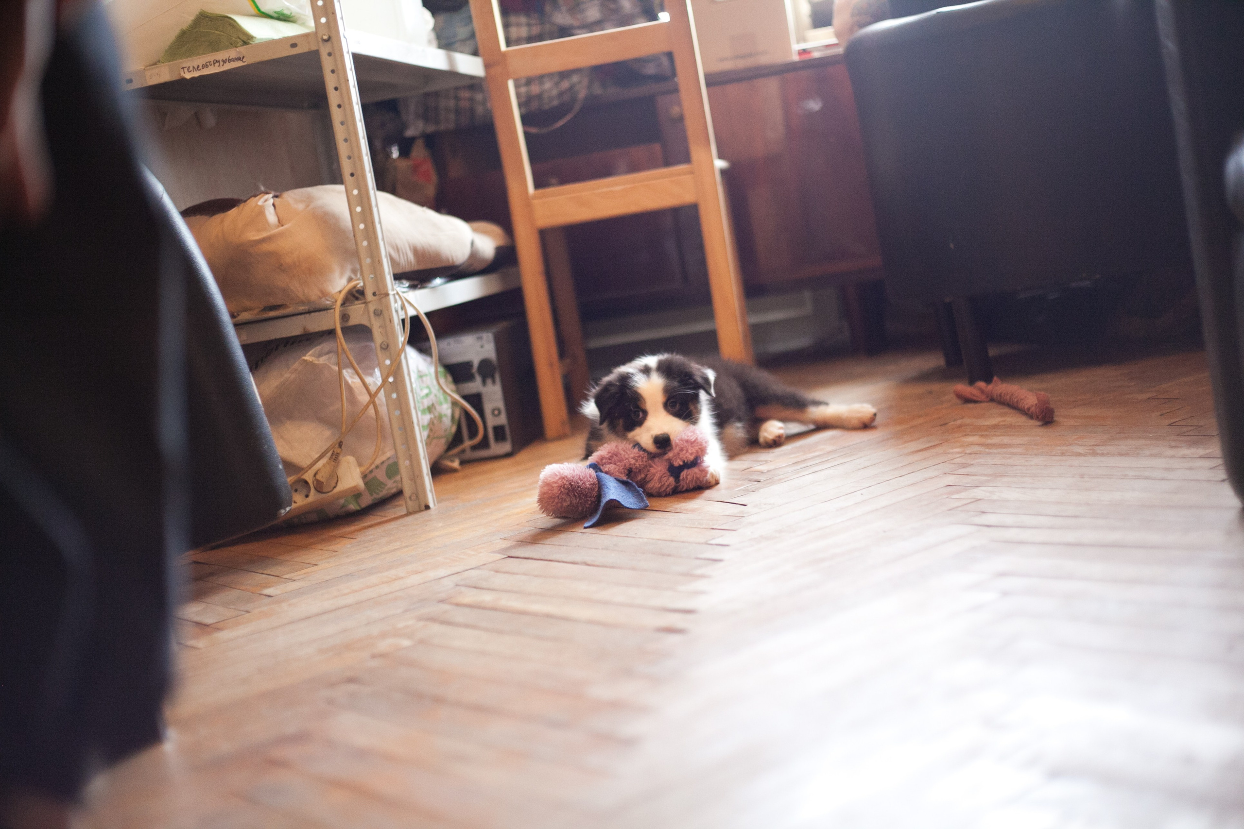 Ива. BLGKV питомник собак