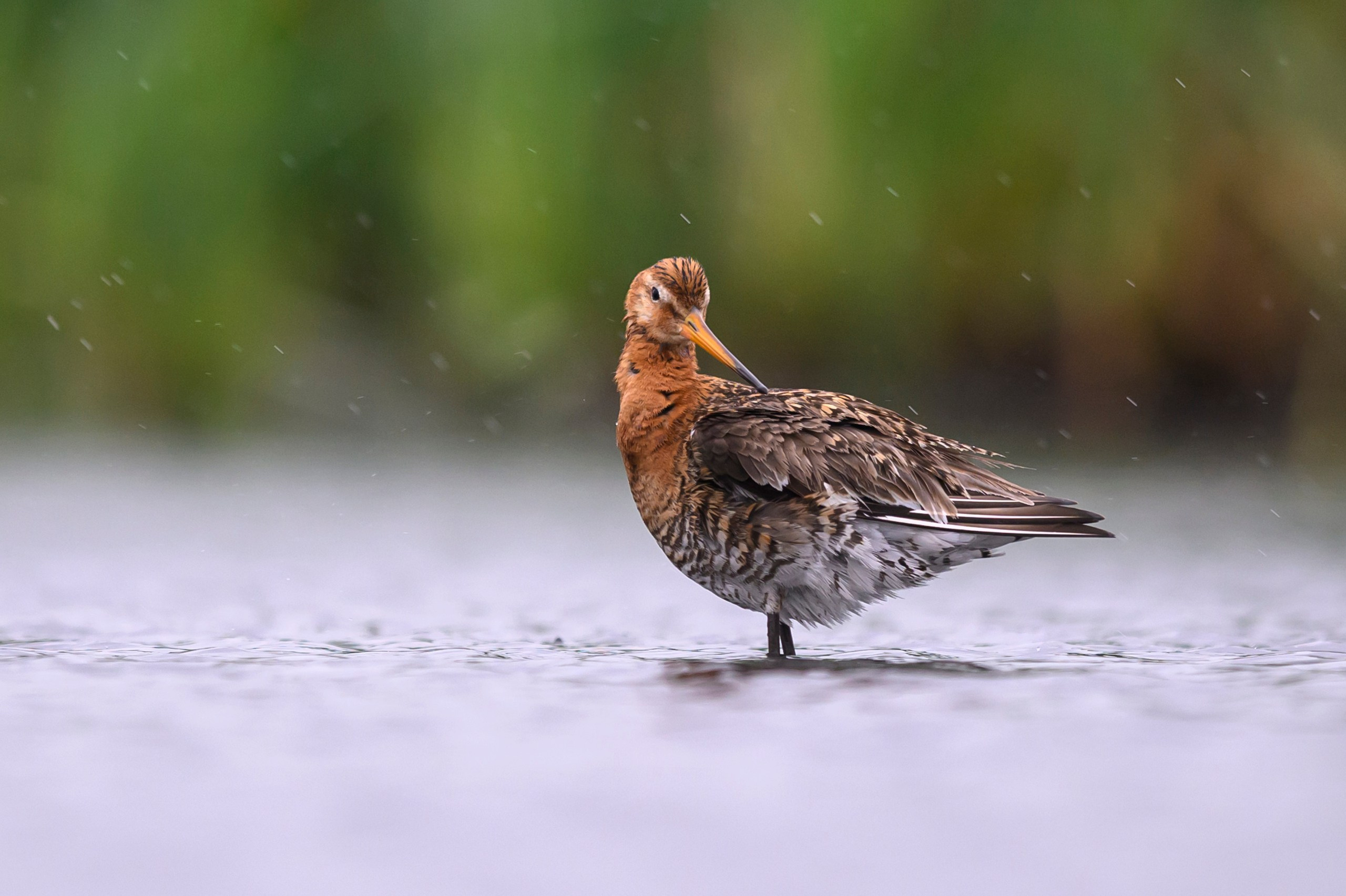 Поручейники и большой веретенник. Wildlife photography by Sergey Puponin