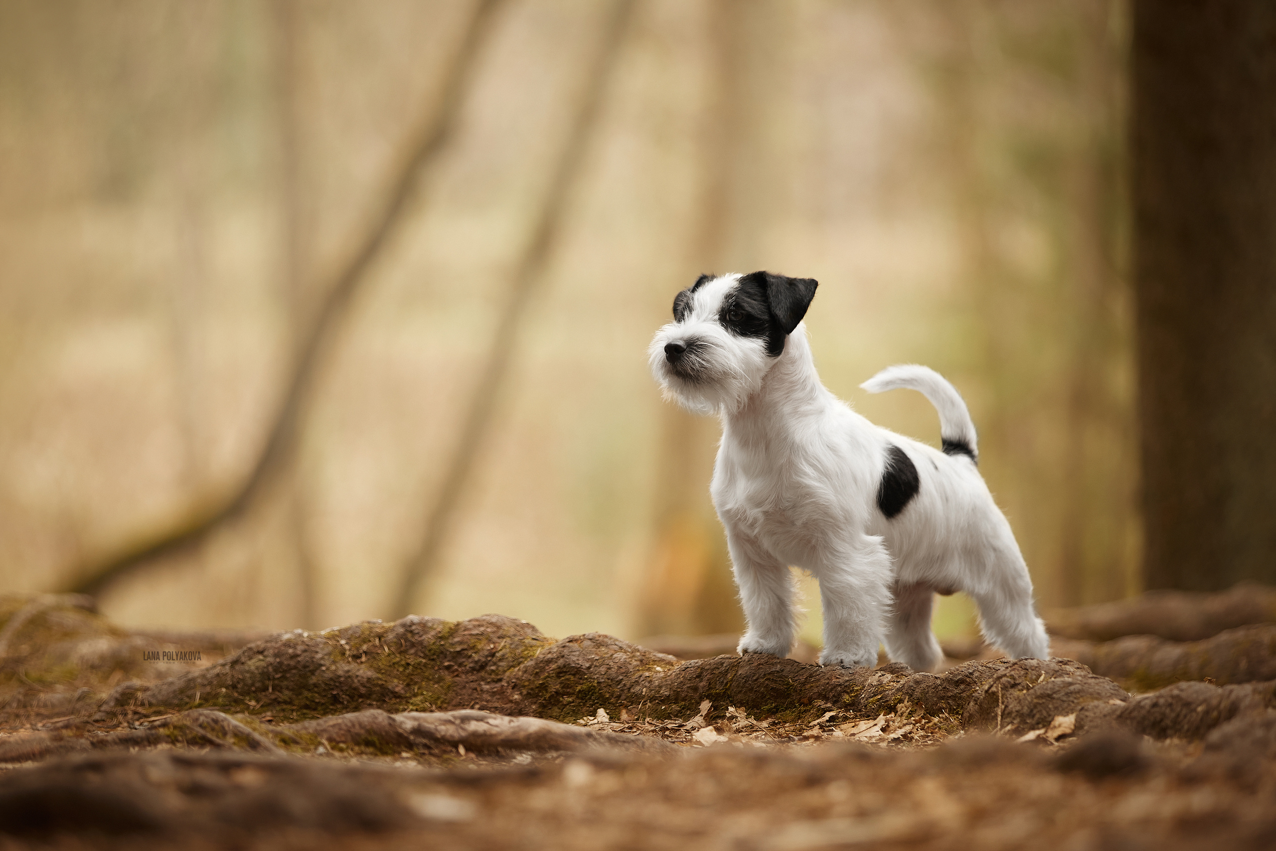 Best Jack Le Chocolate Noir #джекрасселтерьер #дрт #drt #jrt