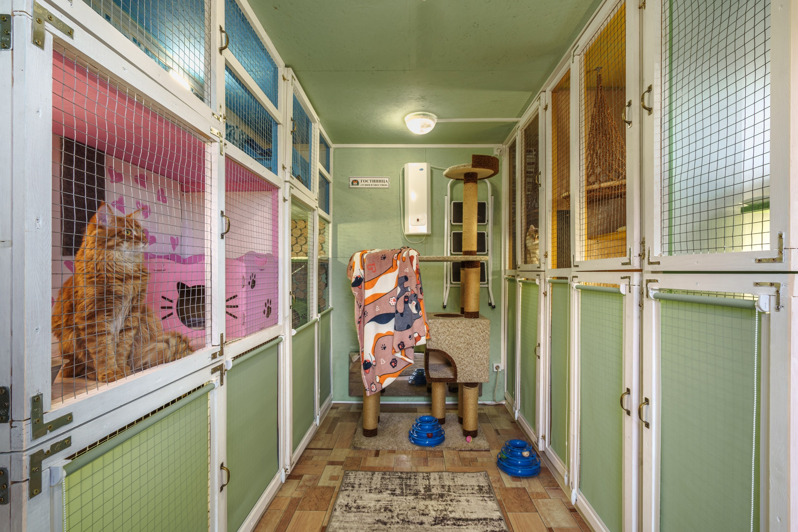 Гостиница для кошек Усики и хвостики, Красноярск