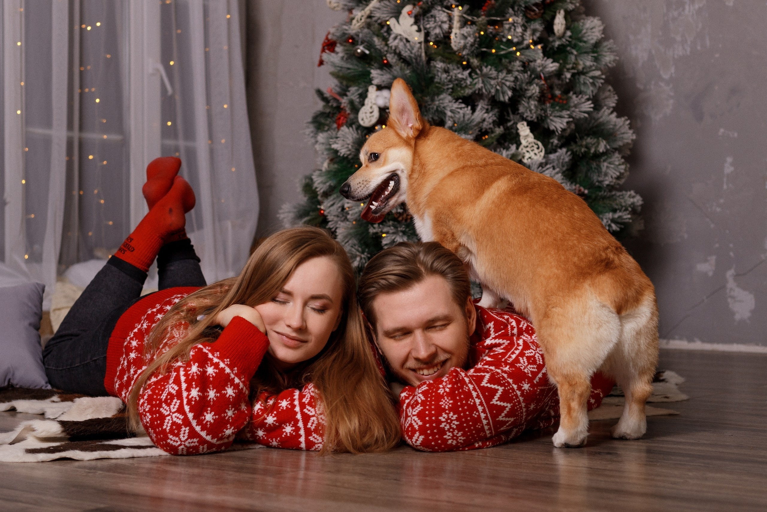 Корги Фил, Катя и Сергей. Новогодняя фотосессия в студии. Фотограф-анималист в Калуге Мария Шерскова