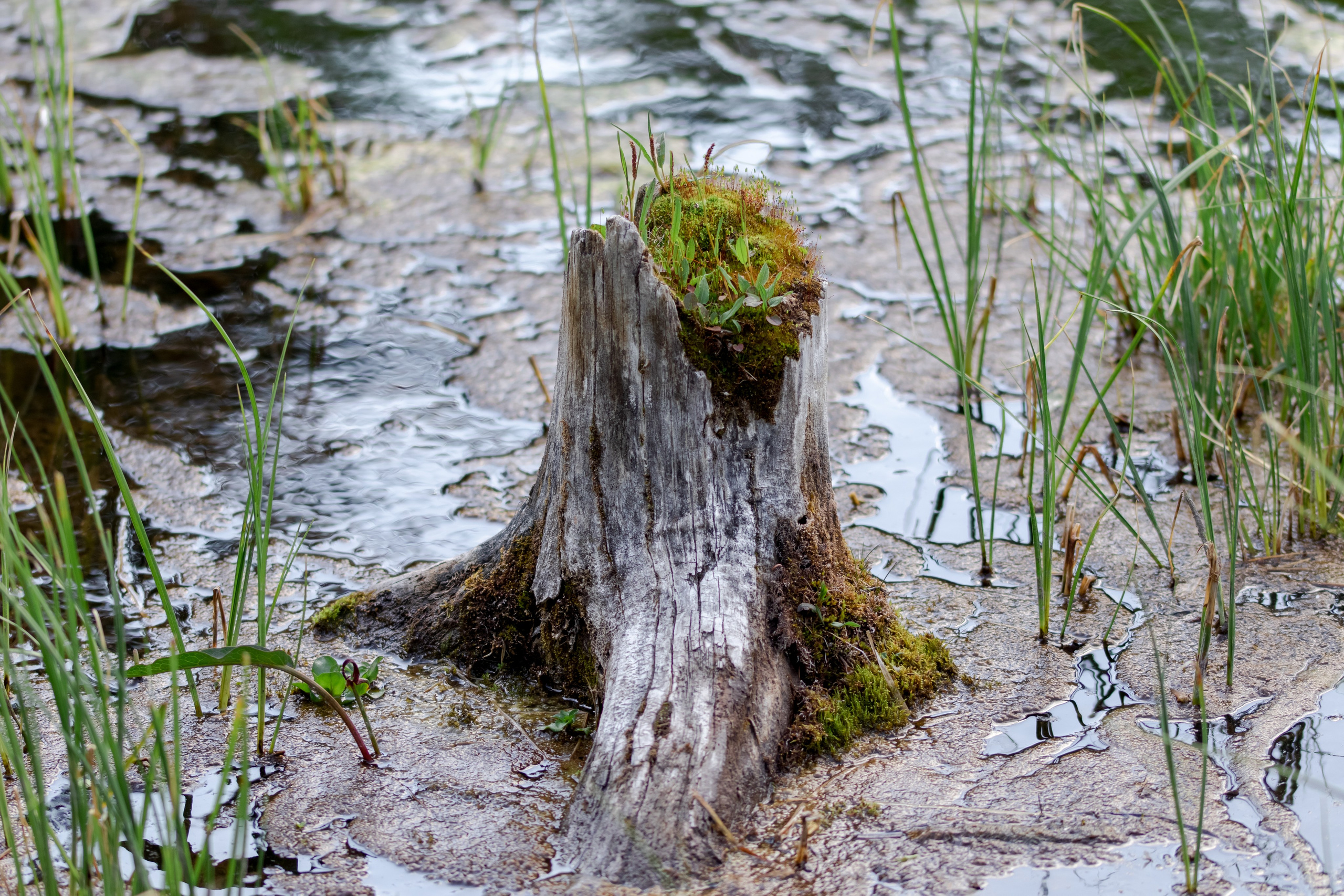 Горный Алтай. Фотограф Кирилл Мешков Кемерово