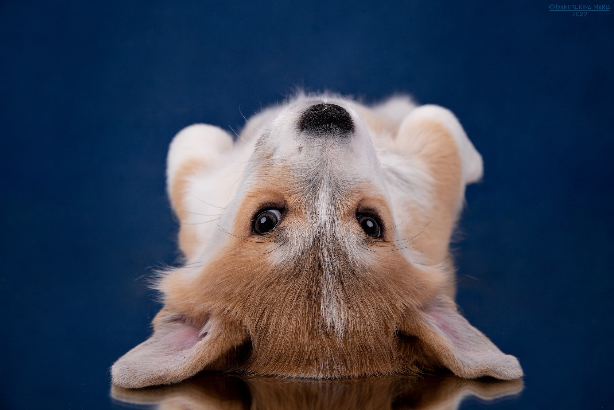 щенок корги спит