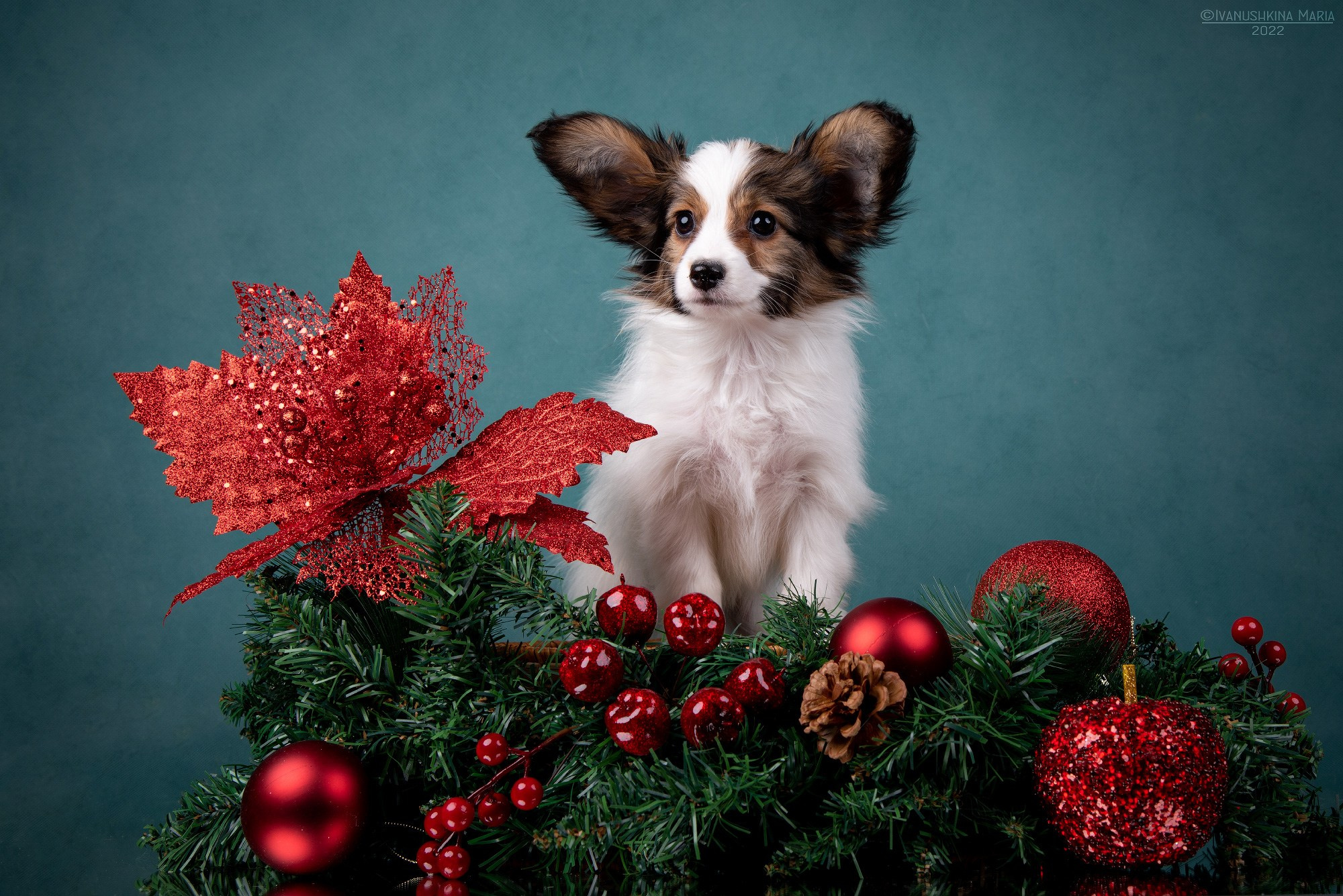 Фотосессия щенков на фонах. Фотограф собак в Москве и Московской области Иванушкина Мария