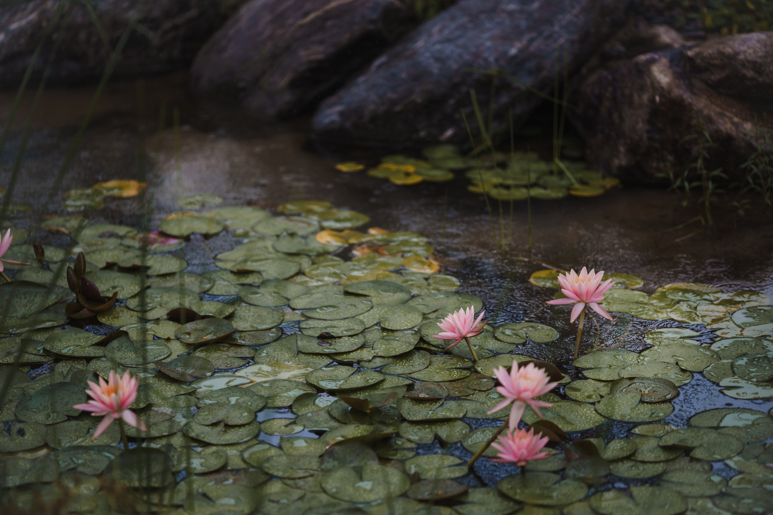Фотограф Lifestyle в Хабаровске, Владивостоке Землякова Елена