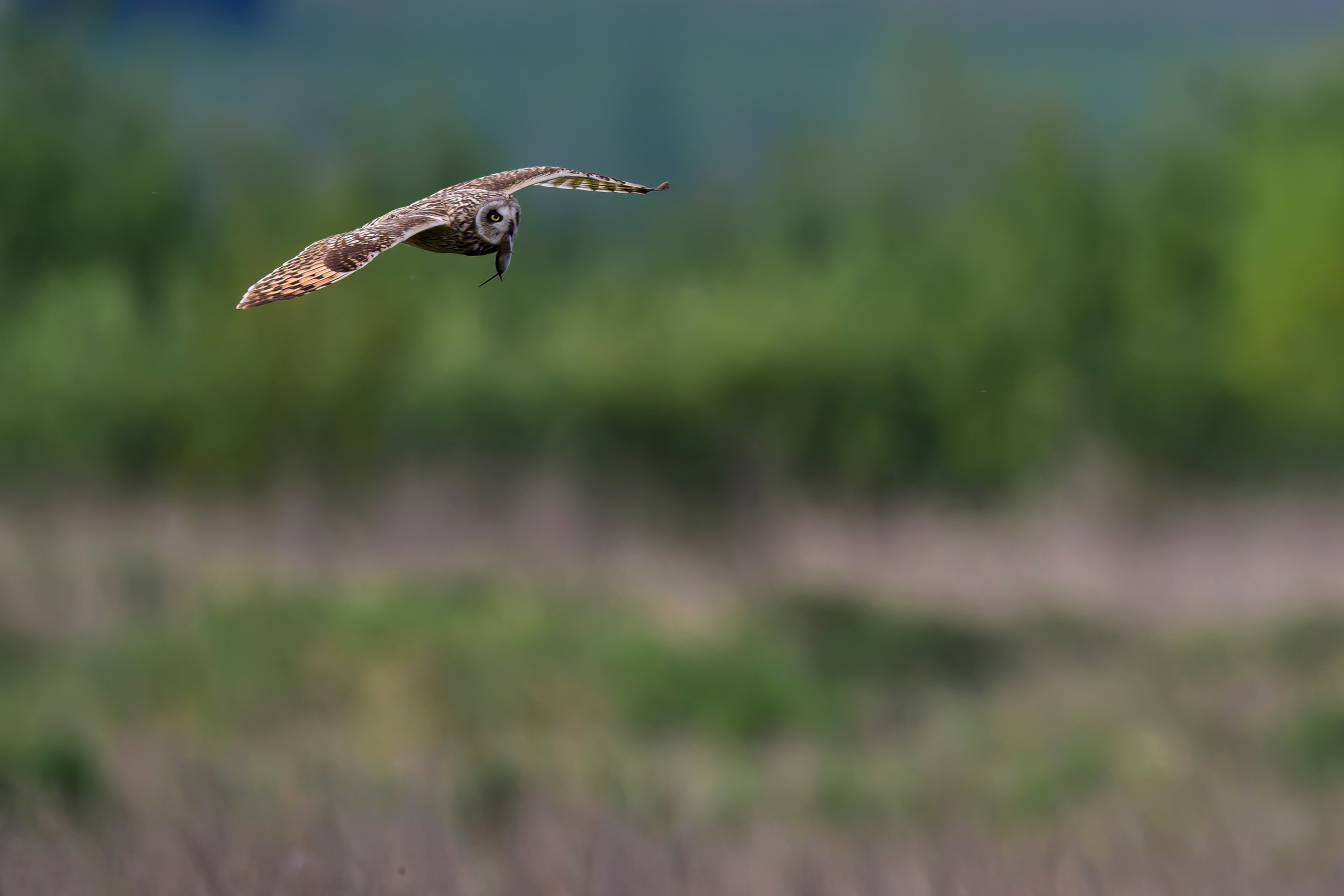 Охота сов и схватка с лунем. Фотограф Сергей Пупонин