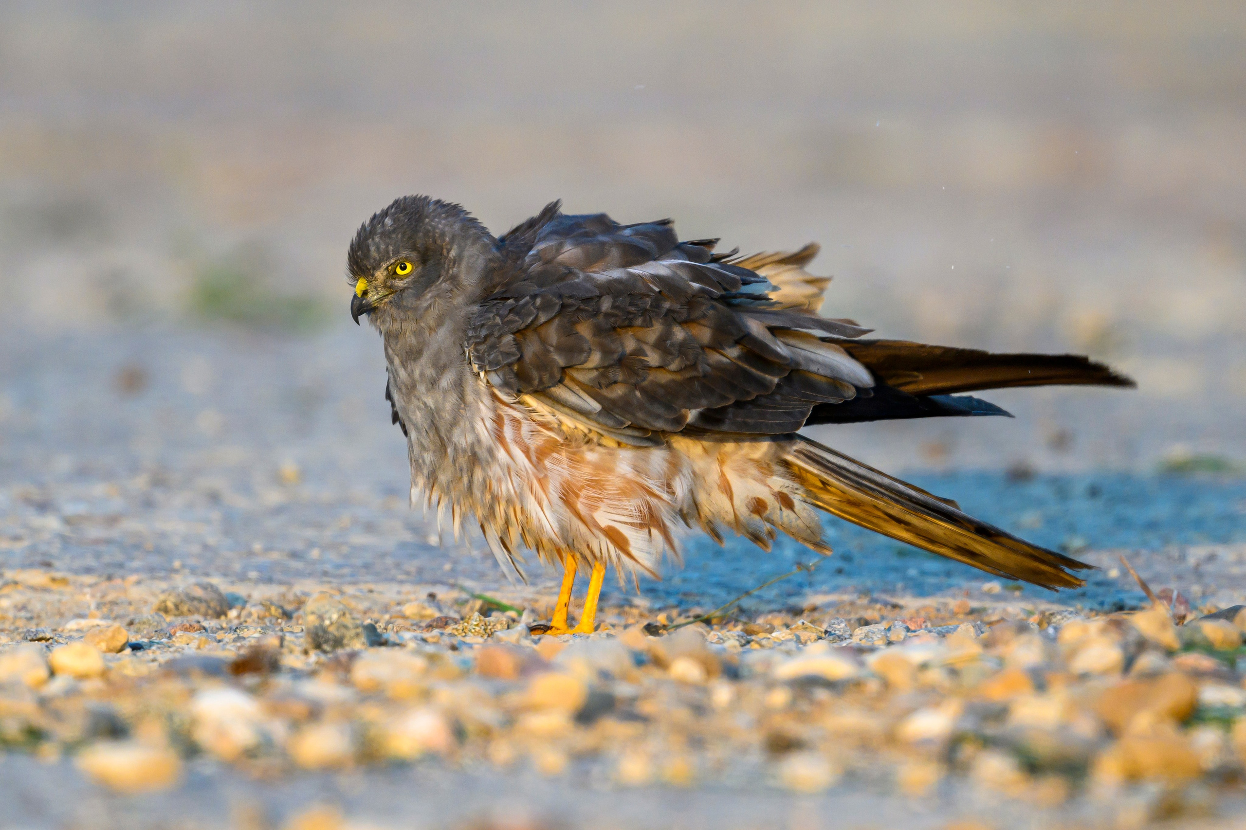 Лунь и коршуны. Harrier and Kites. Wildlife photography by Sergey Puponin