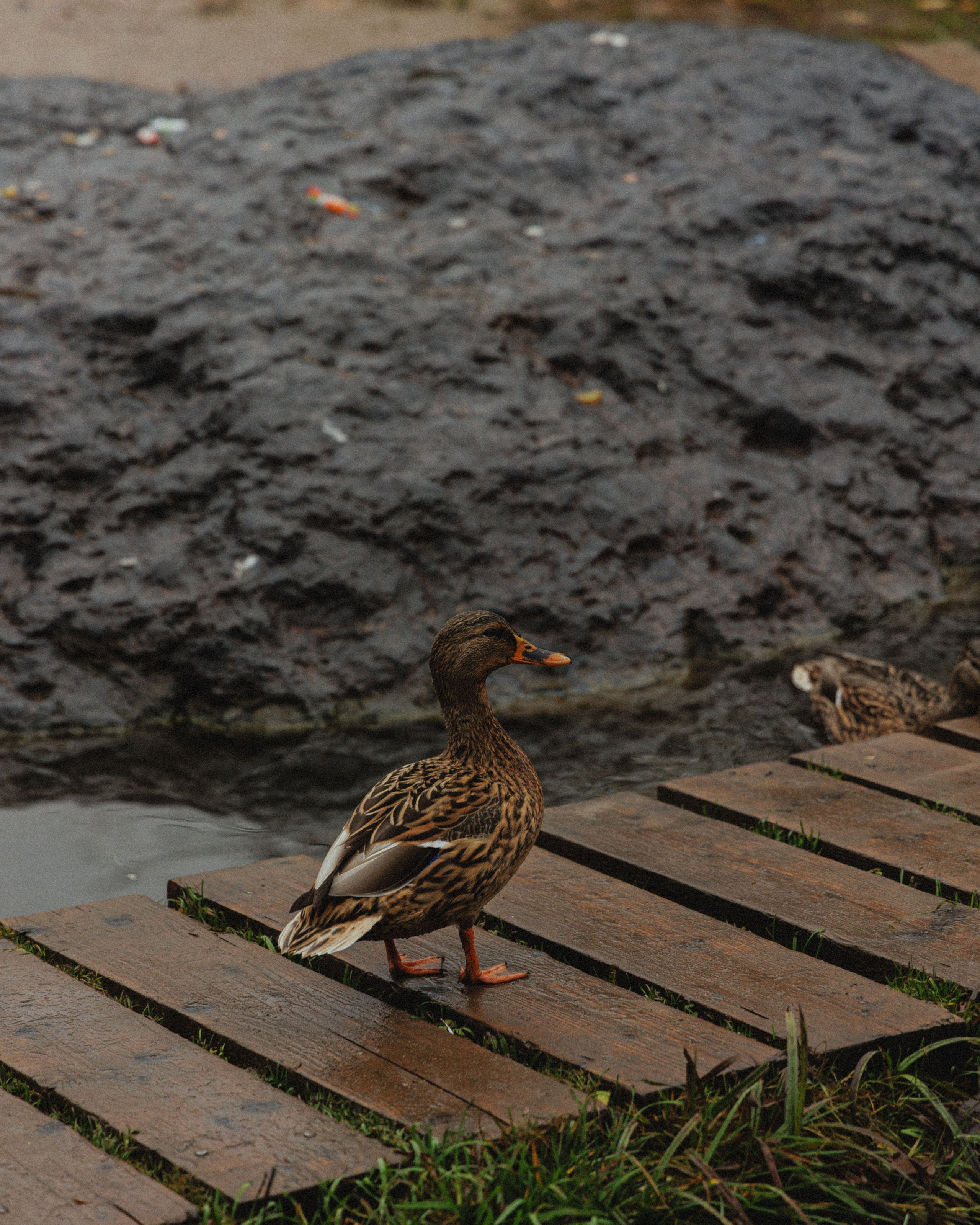 О том, как мы исследовали земли Залесские. Главная