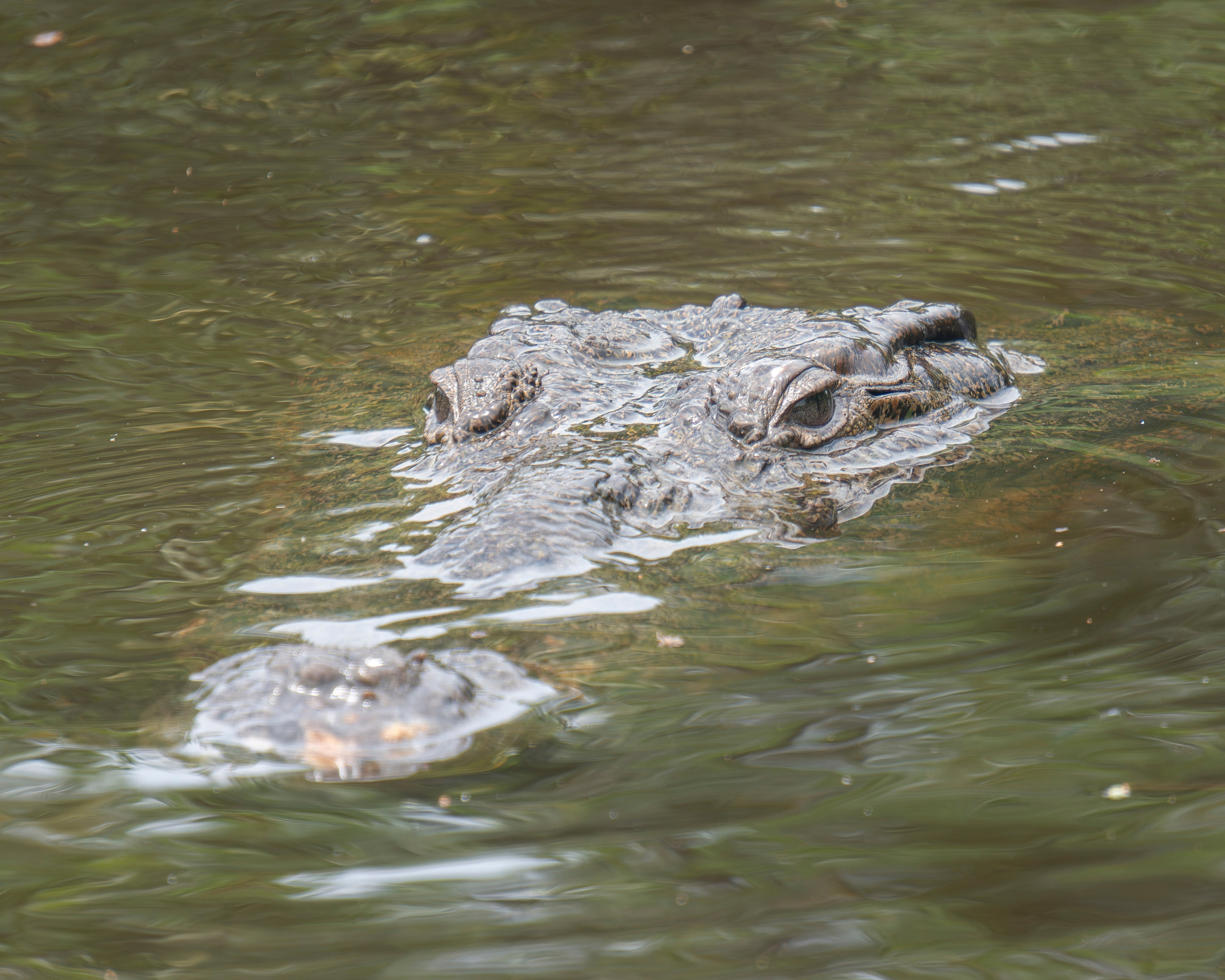 Crocos’ Paradise. CDMX Photography | Alex Klenin| Portrait & Event Photographer