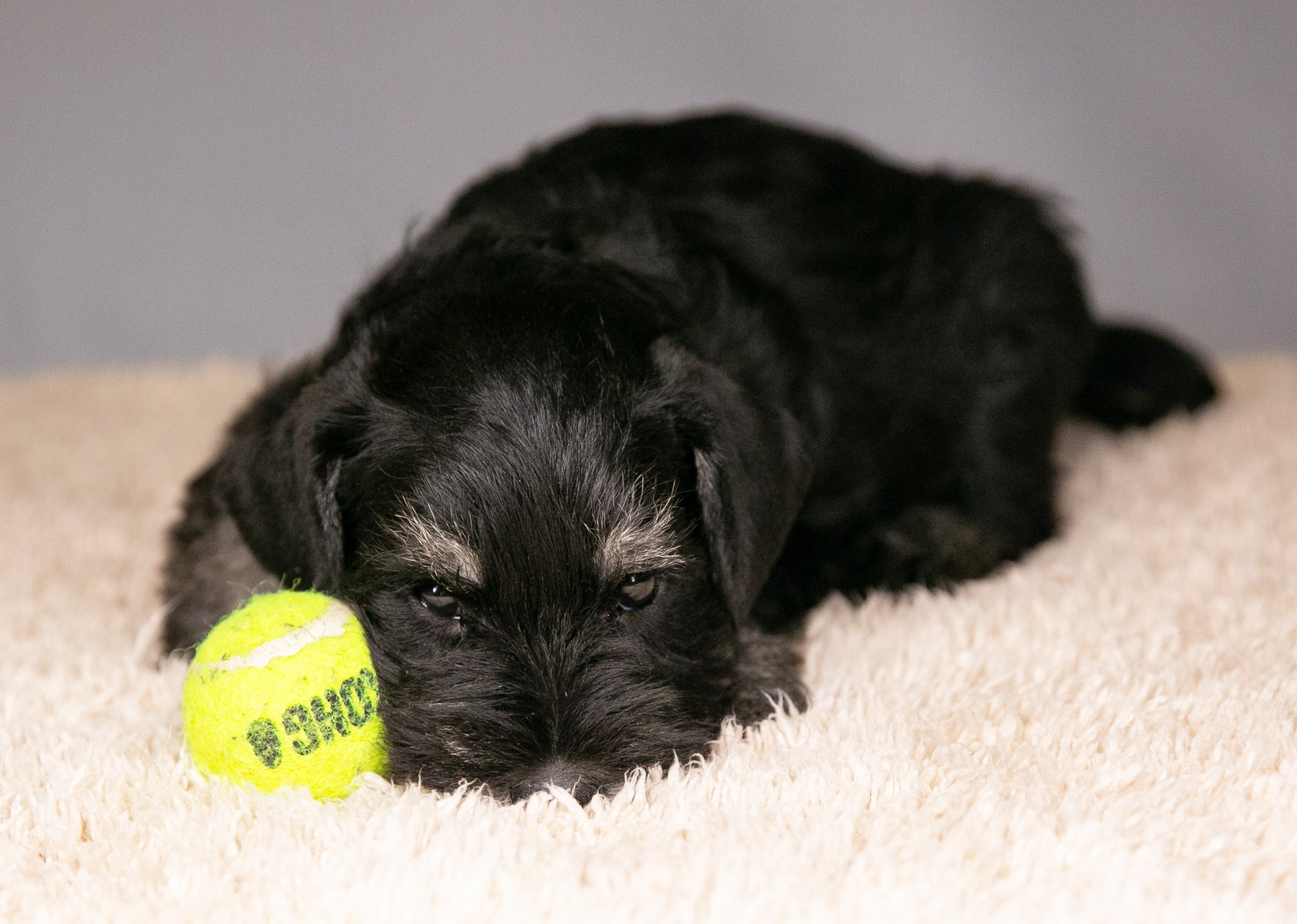 Щеночек предлагается! Юдай/ Делинсо Бэлэнс Юдай Гин-Куро/ Delinso Balance Yudai Gin-Kuro