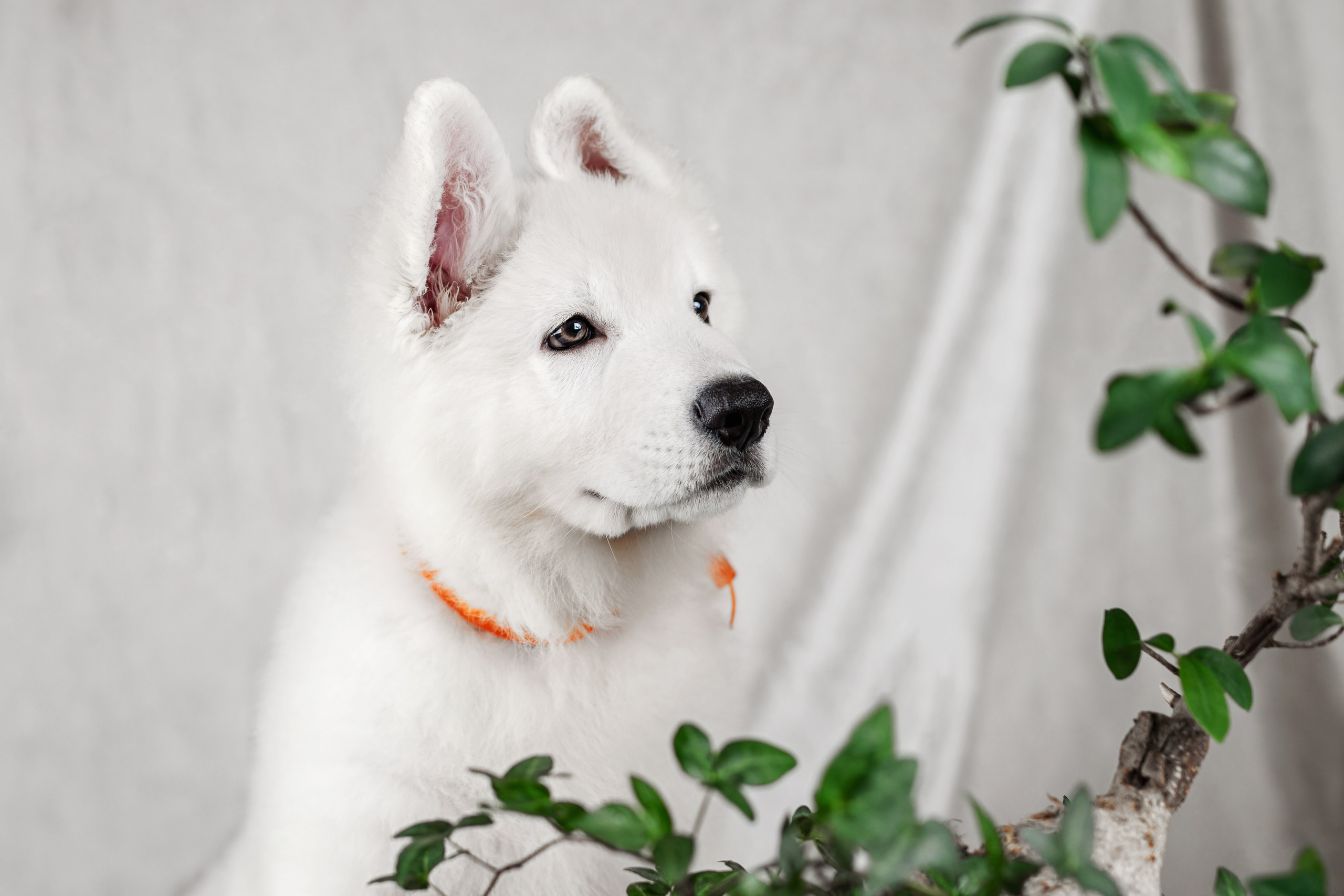 Щенки белой швейцарской овчарки. Фотограф-анималист Юлия Зубкова