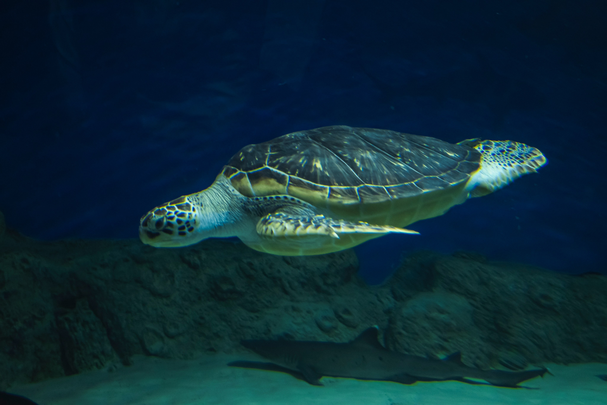 Москвариум. Фотограф Роман Адлер