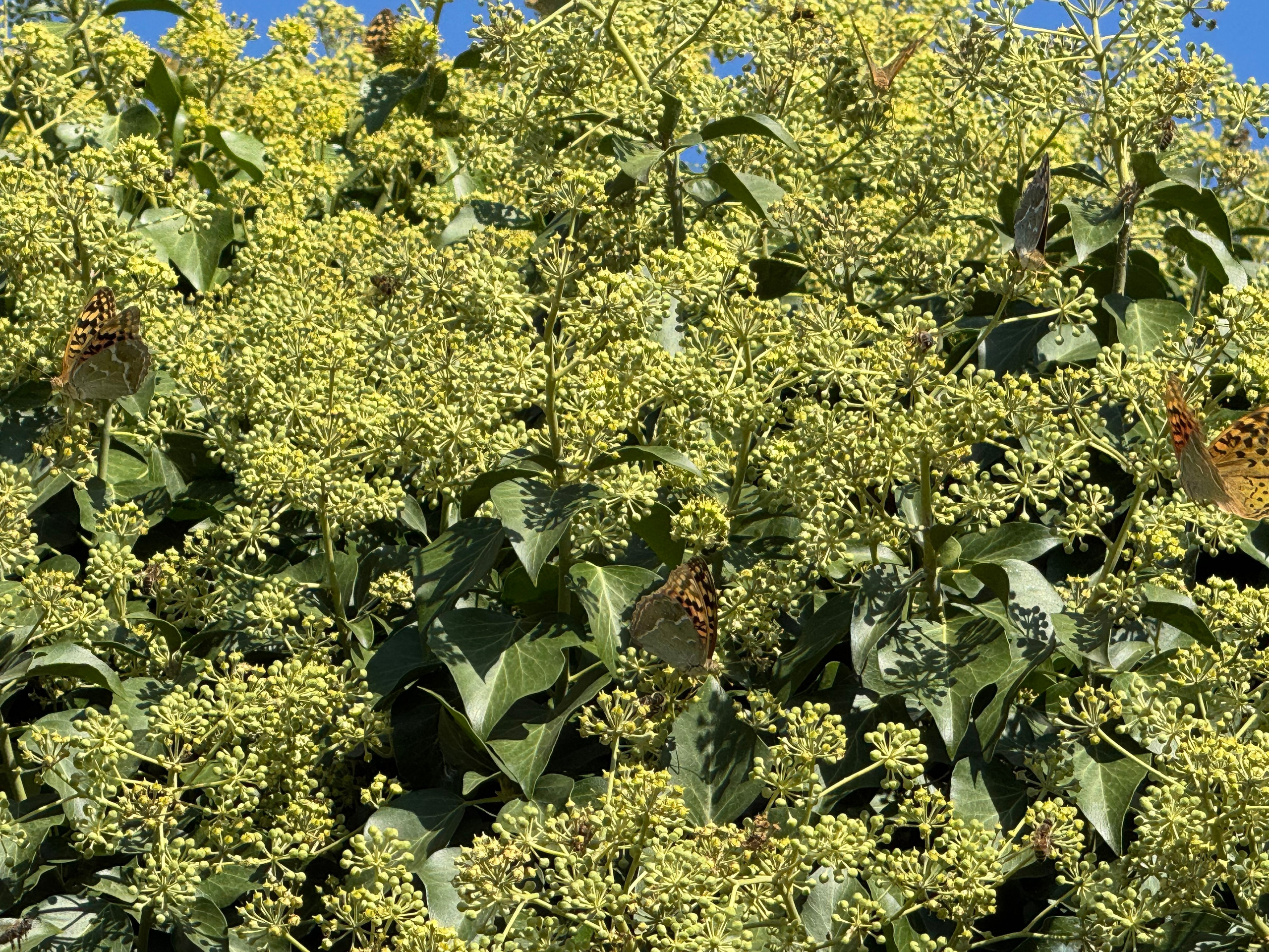 Приморское и Феодосия (2024-09-24). Собор Отрасли